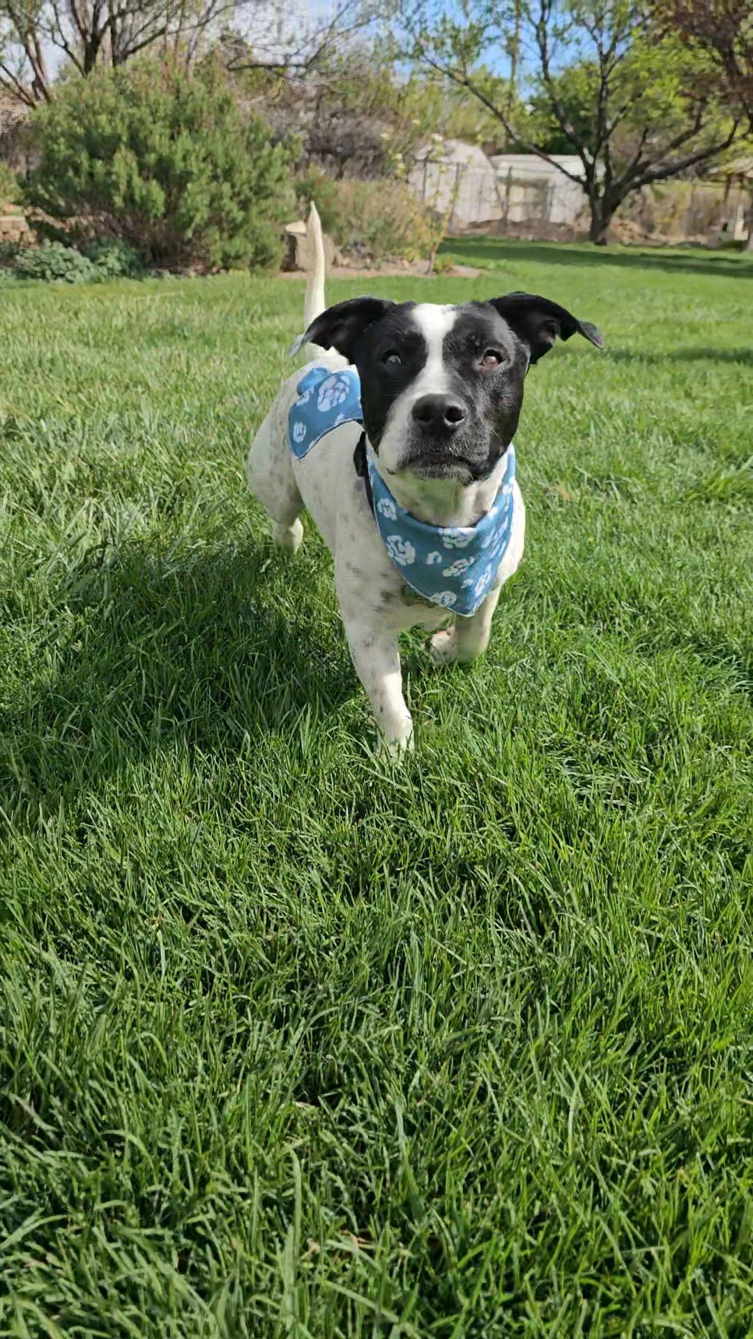 Enlarge Mr Wilson (Brody), a Adoptable mixed breed in Twin Falls, ID image 2/5