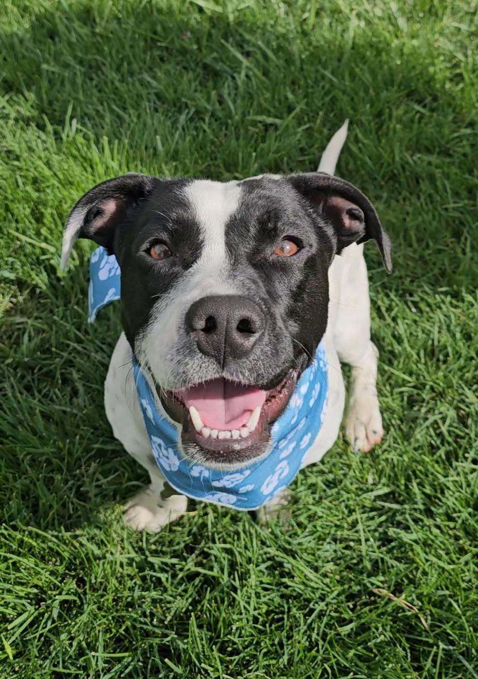 Enlarge Mr Wilson (Brody), a Adoptable mixed breed in Twin Falls, ID image 3/5