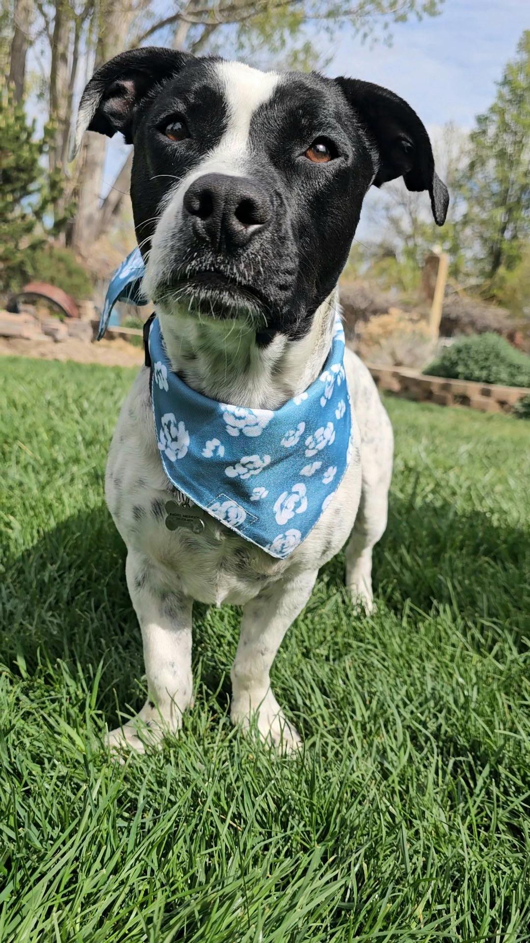 Enlarge Mr Wilson (Brody), a Adoptable mixed breed in Twin Falls, ID image 4/5