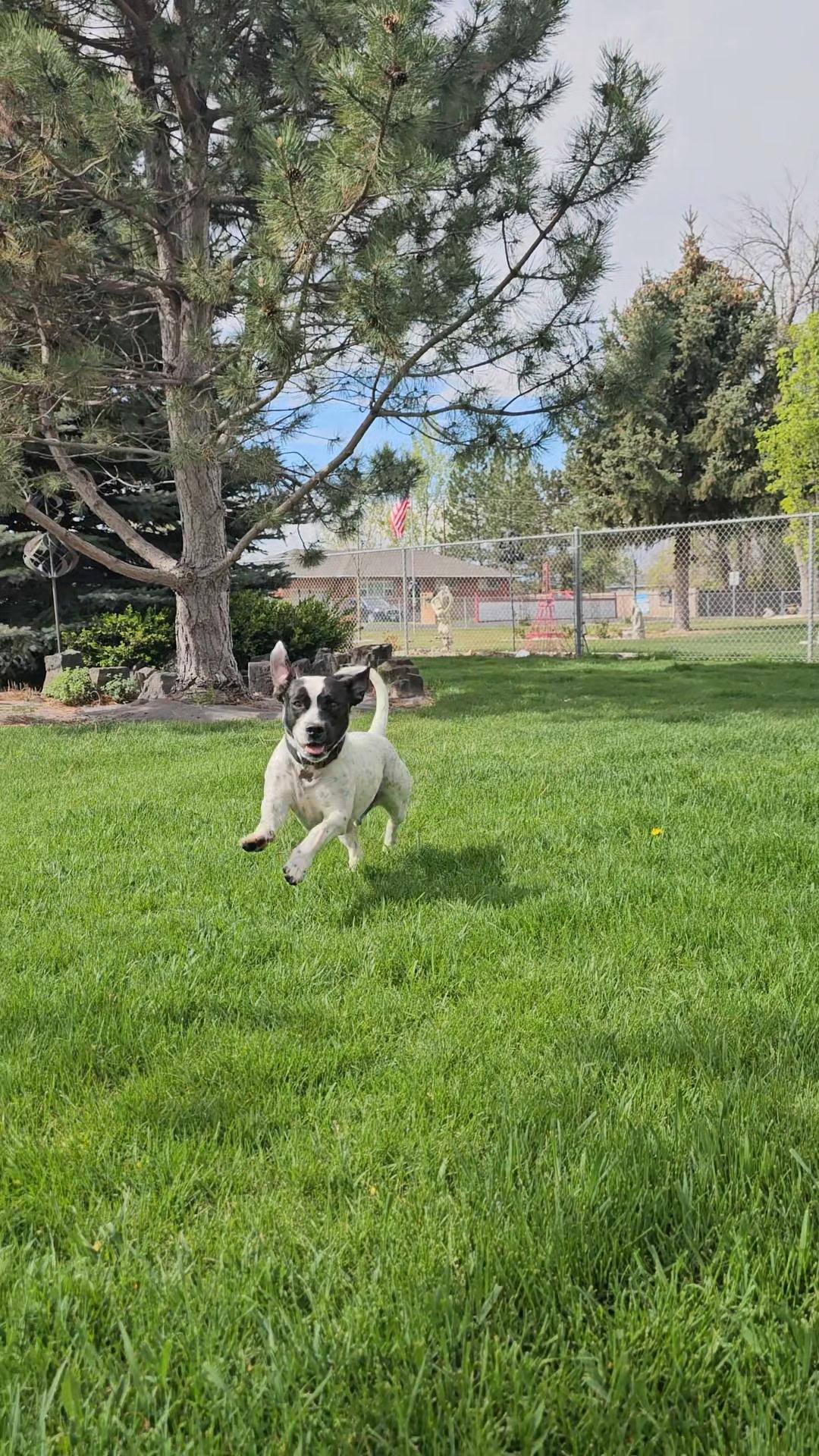 Enlarge Mr Wilson (Brody), a Adoptable mixed breed in Twin Falls, ID image 5/5