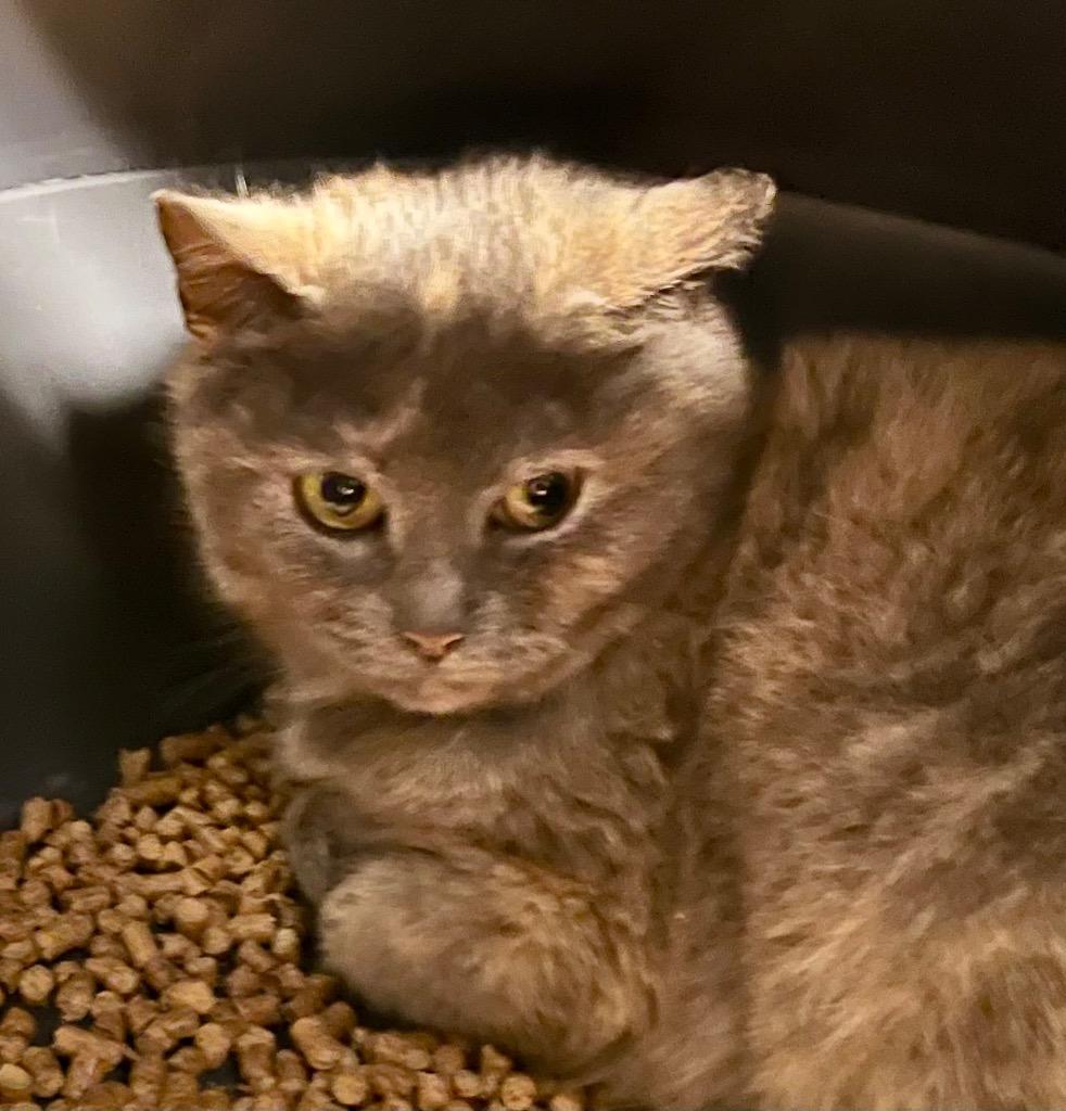 Vienna, Adoptable, Adult Female Domestic Short Hair.