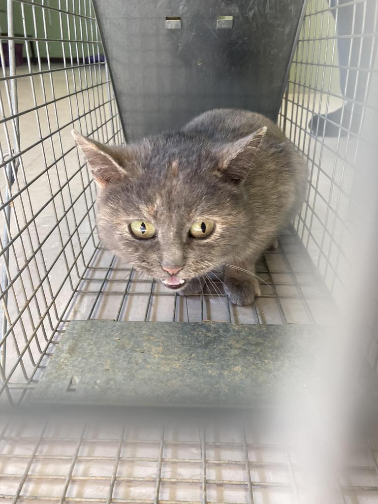 Vienna, Adoptable, Adult Female Domestic Short Hair.