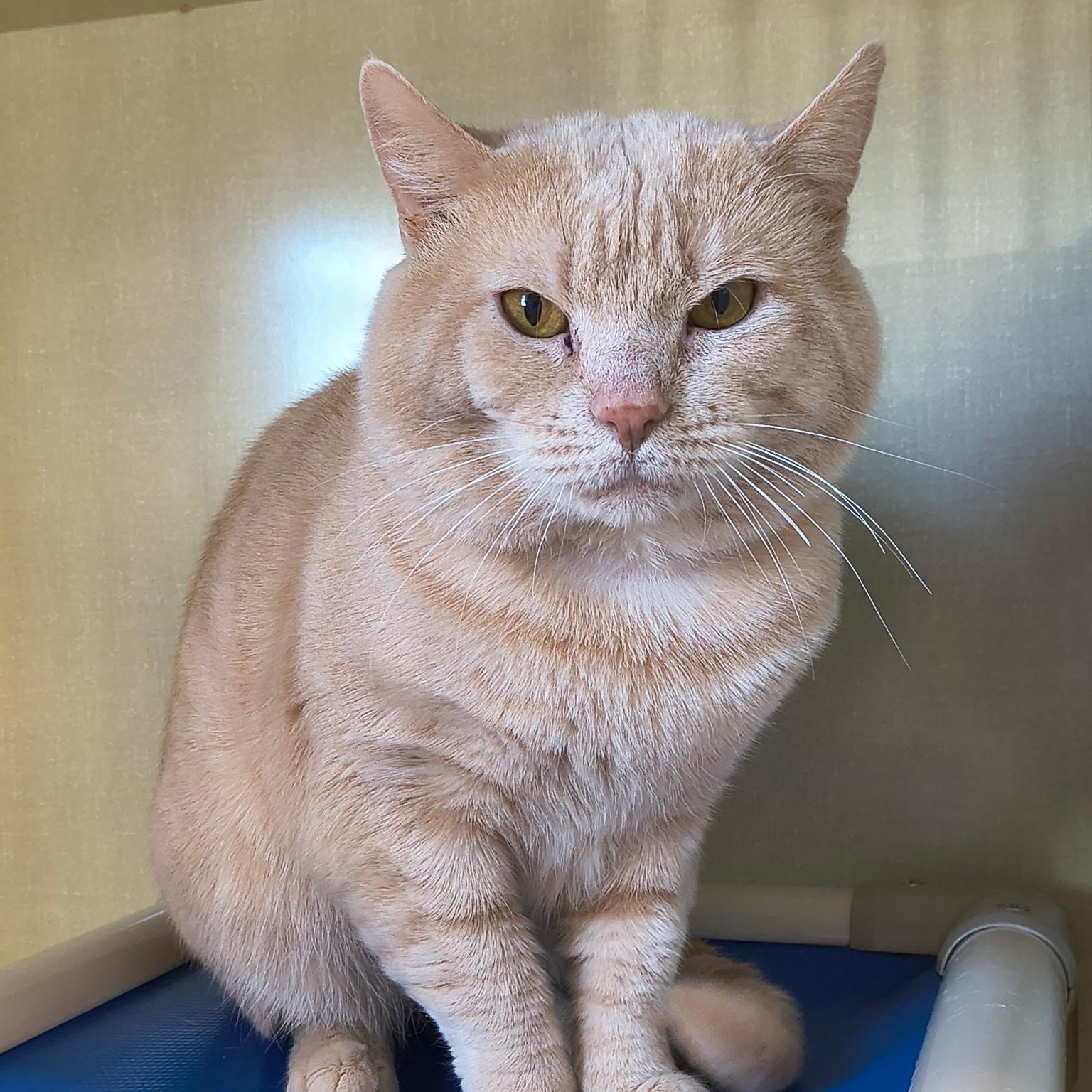 Enlarge Bubbas, an adopted Domestic Short Hair in Saint Marys, PA image 1/1