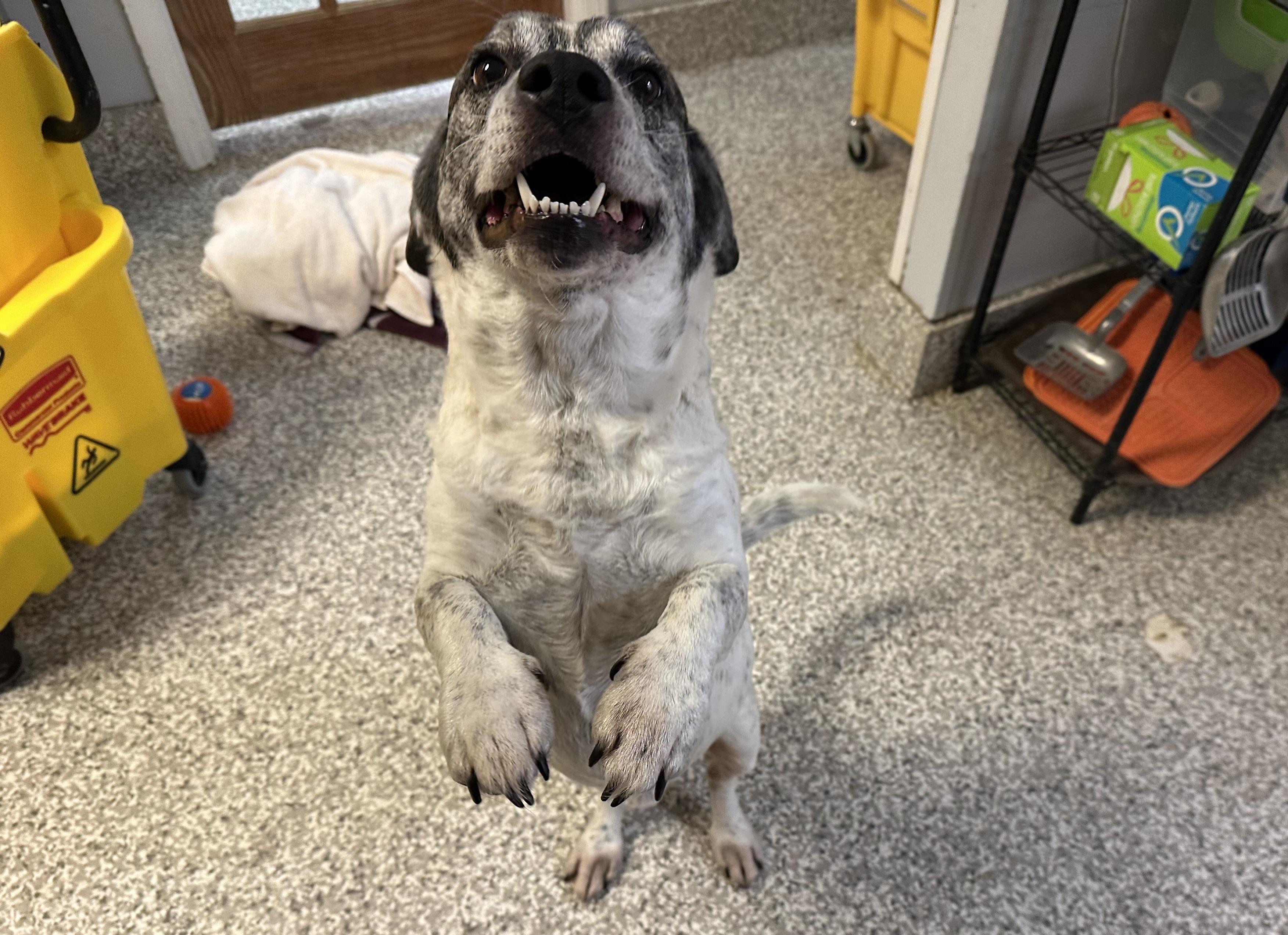 Enlarge Ziggy, a ADOPTABLE mixed breed in Chattanooga, TN image 3/6