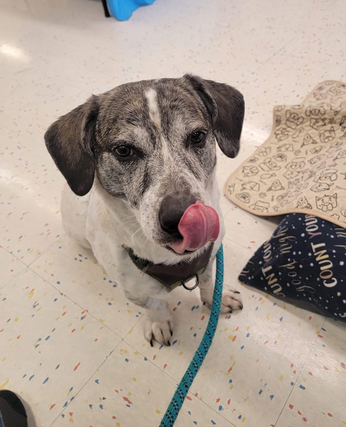 Enlarge Ziggy, a ADOPTABLE mixed breed in Chattanooga, TN image 4/6