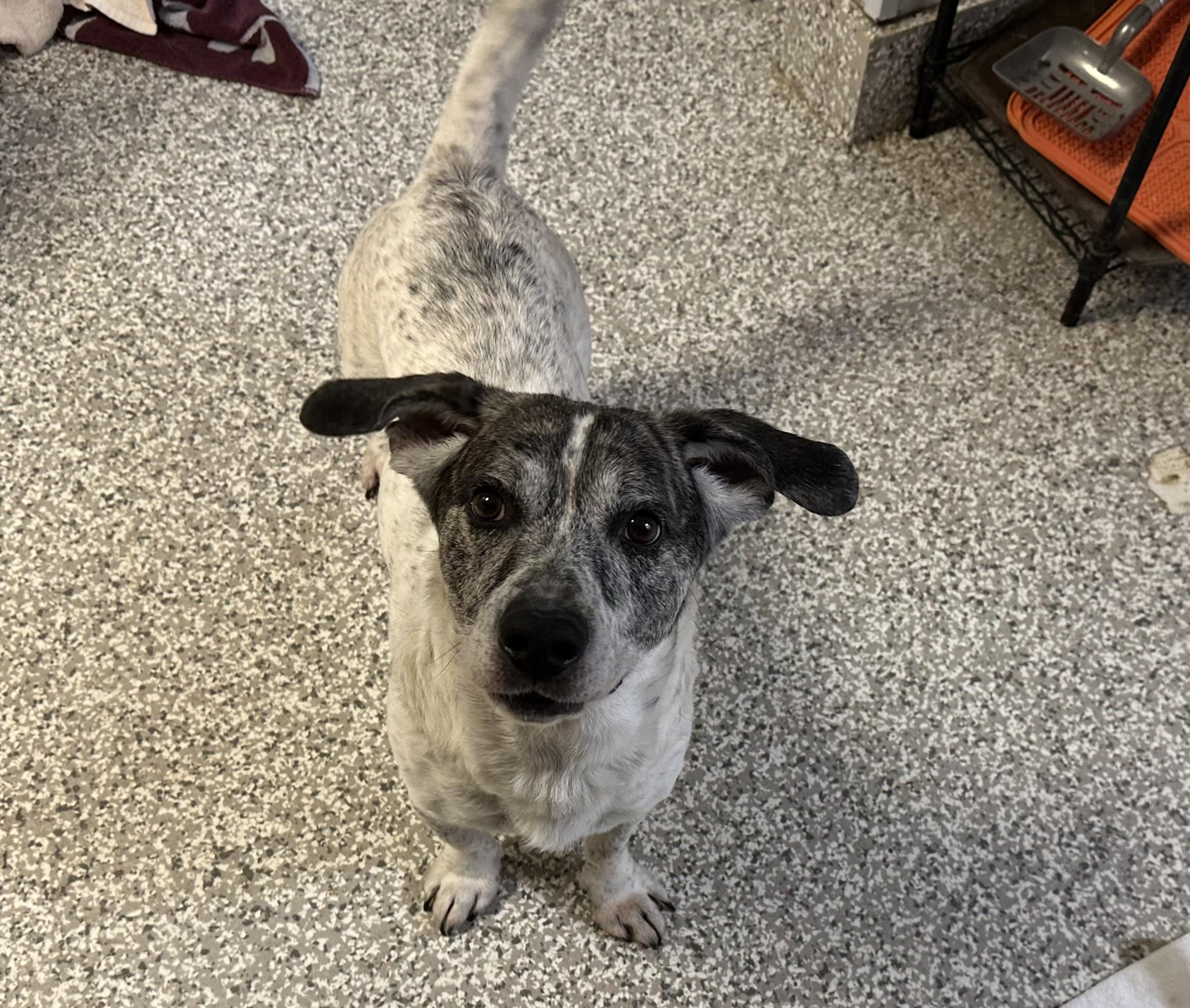 Enlarge Ziggy, a ADOPTABLE mixed breed in Chattanooga, TN image 2/6