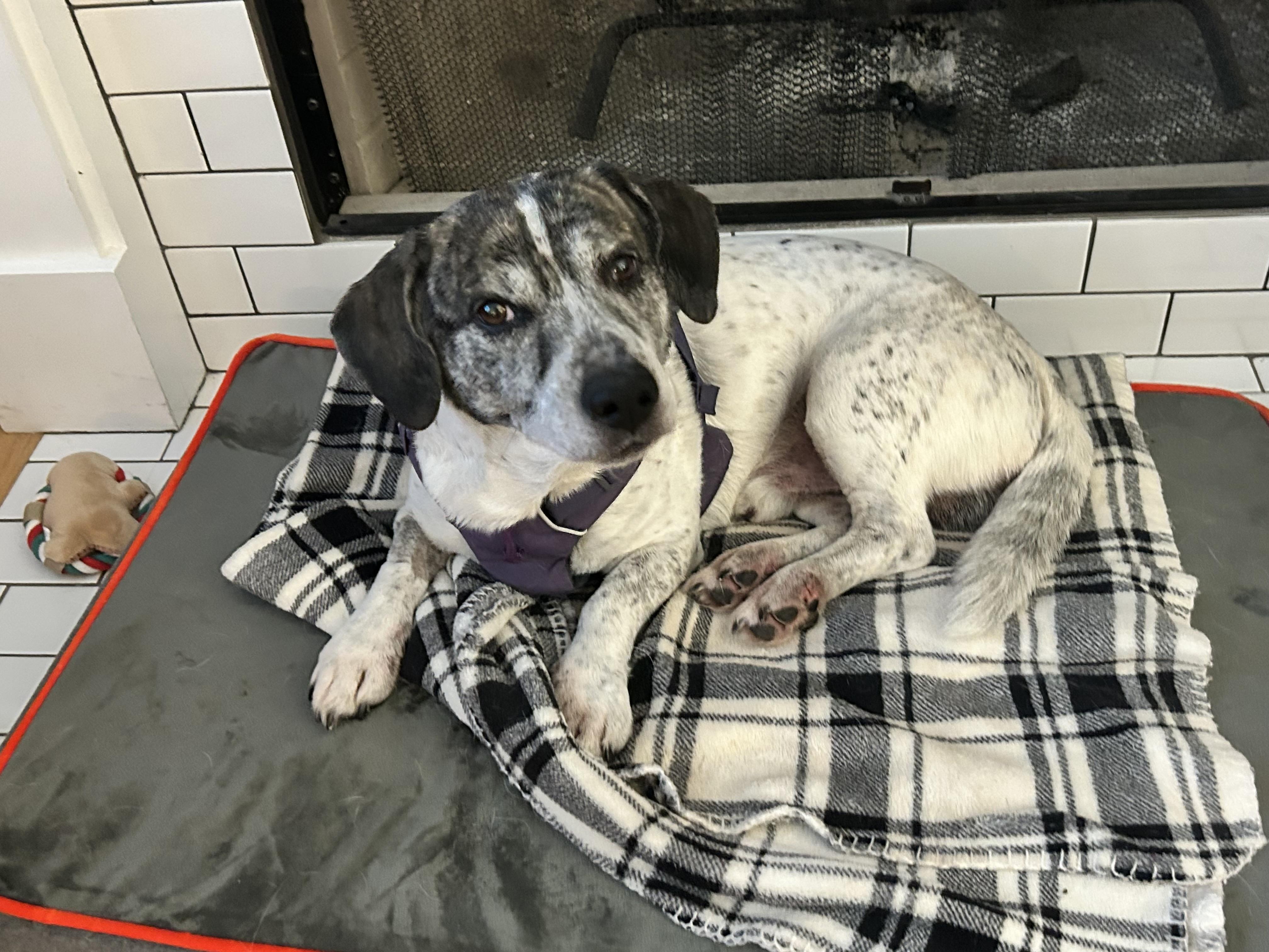 Ziggy, ADOPTABLE, Adult Male Hound.