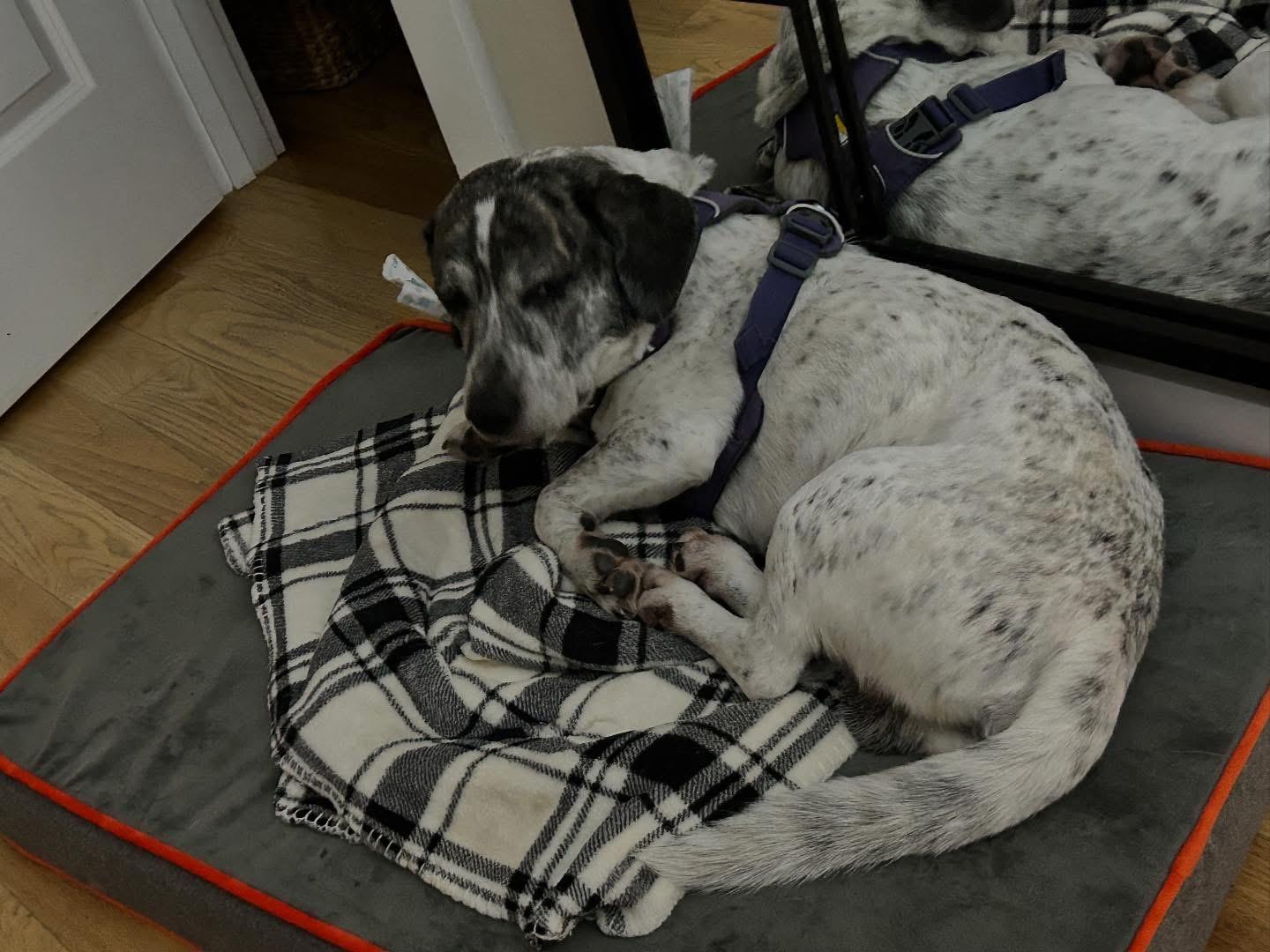 Enlarge Ziggy, a ADOPTABLE mixed breed in Chattanooga, TN image 5/6