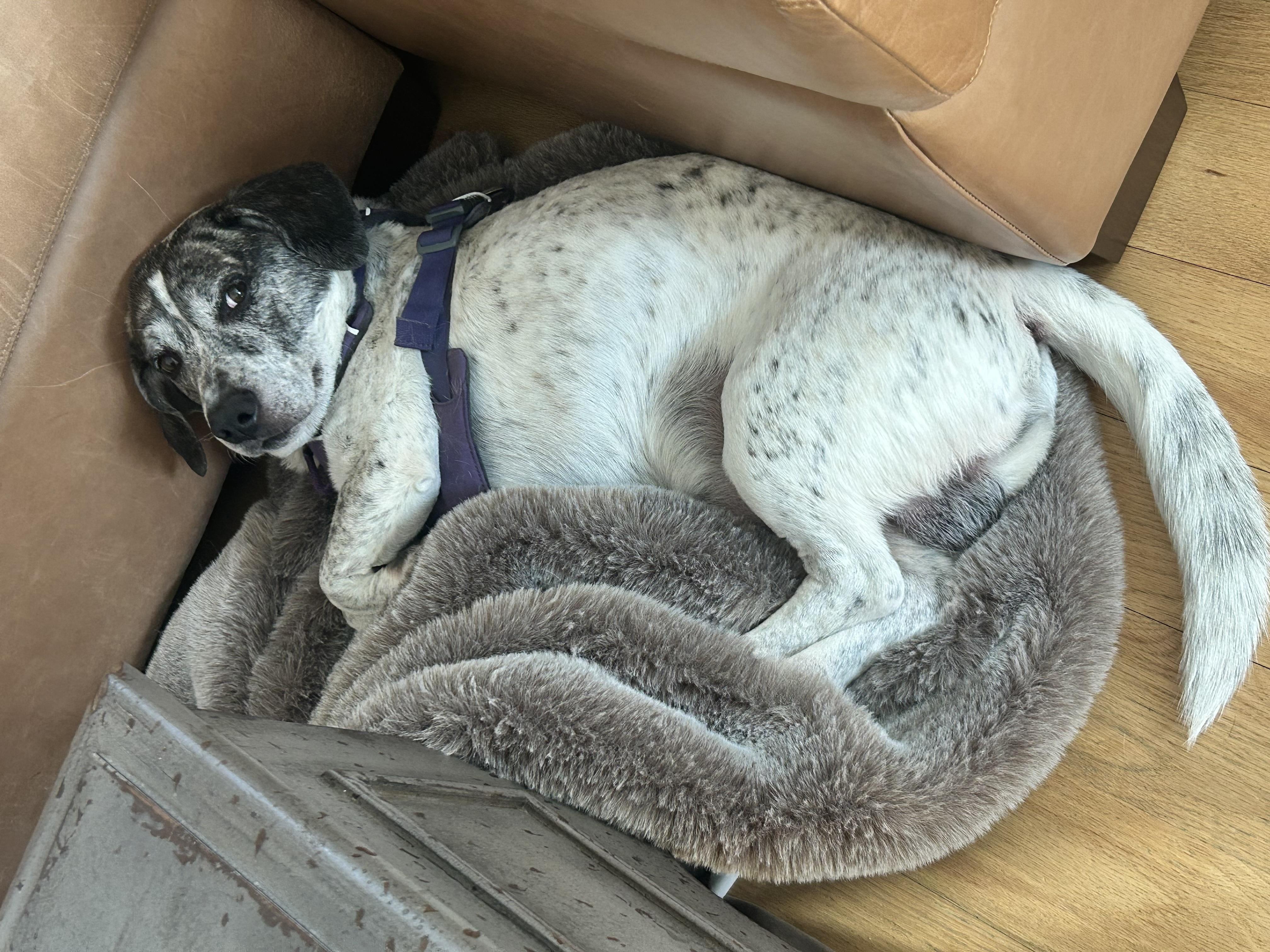 Enlarge Ziggy, a ADOPTABLE mixed breed in Chattanooga, TN image 6/6