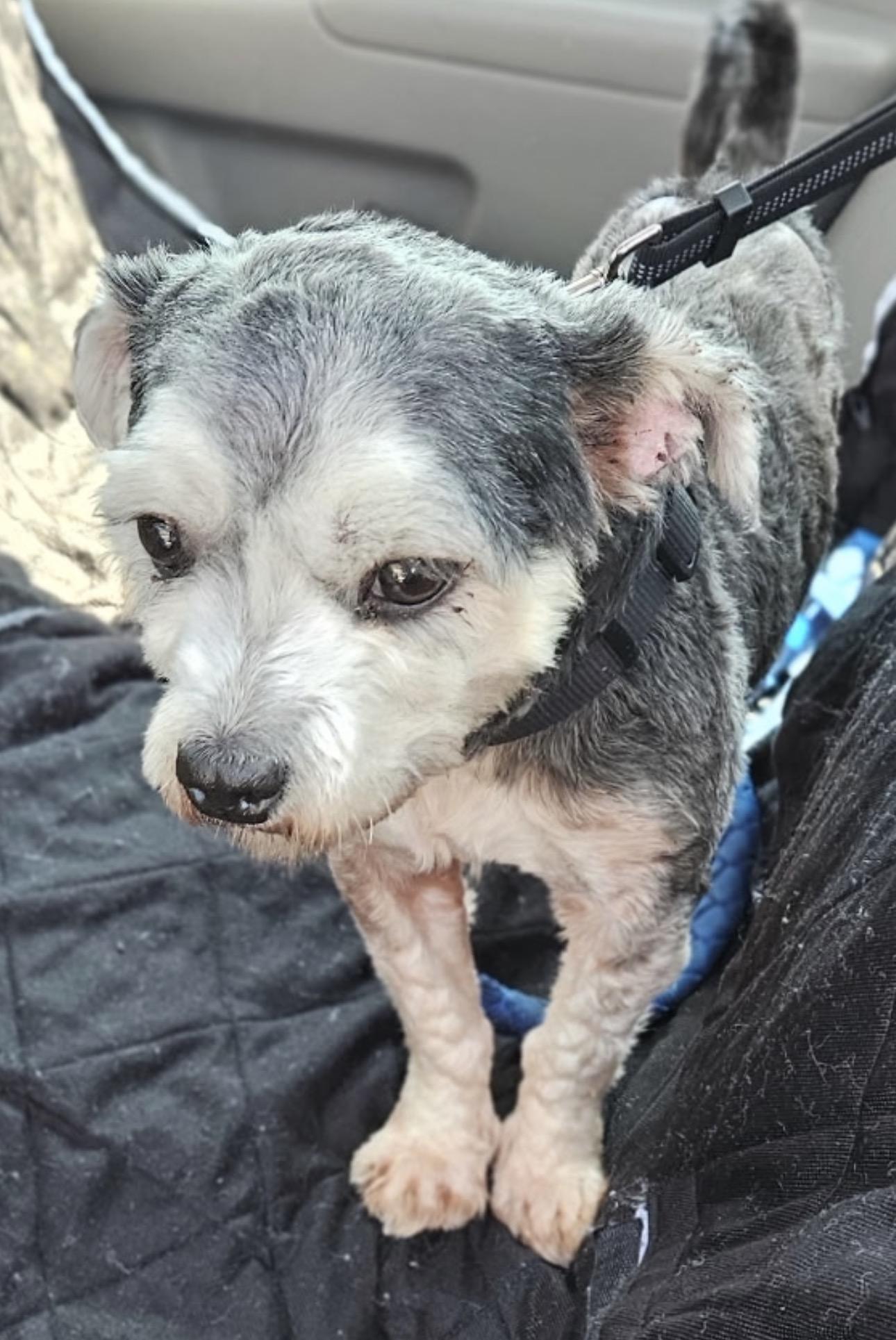 Shinny, Adopted, Adult Male Havanese.