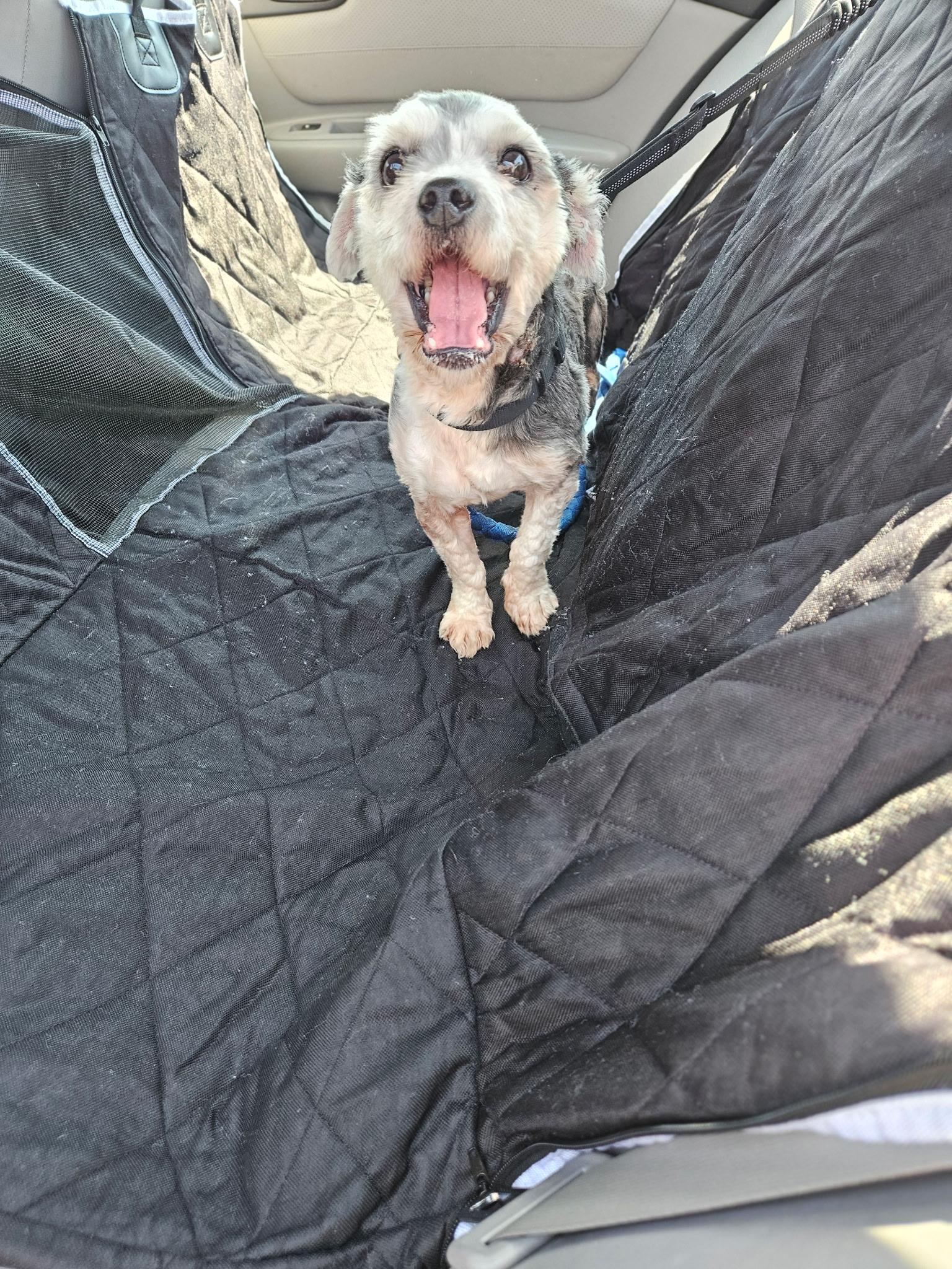 Enlarge Shinny, a Adopted mixed breed in Angier , NC image 2/6