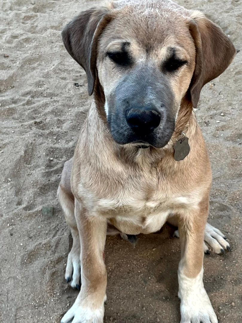 Enlarge Puppies, a Adopted mixed breed in Indio, CA image 1/3