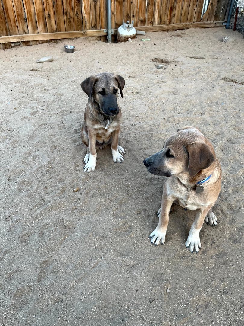Enlarge Puppies, a Adopted mixed breed in Indio, CA image 2/3