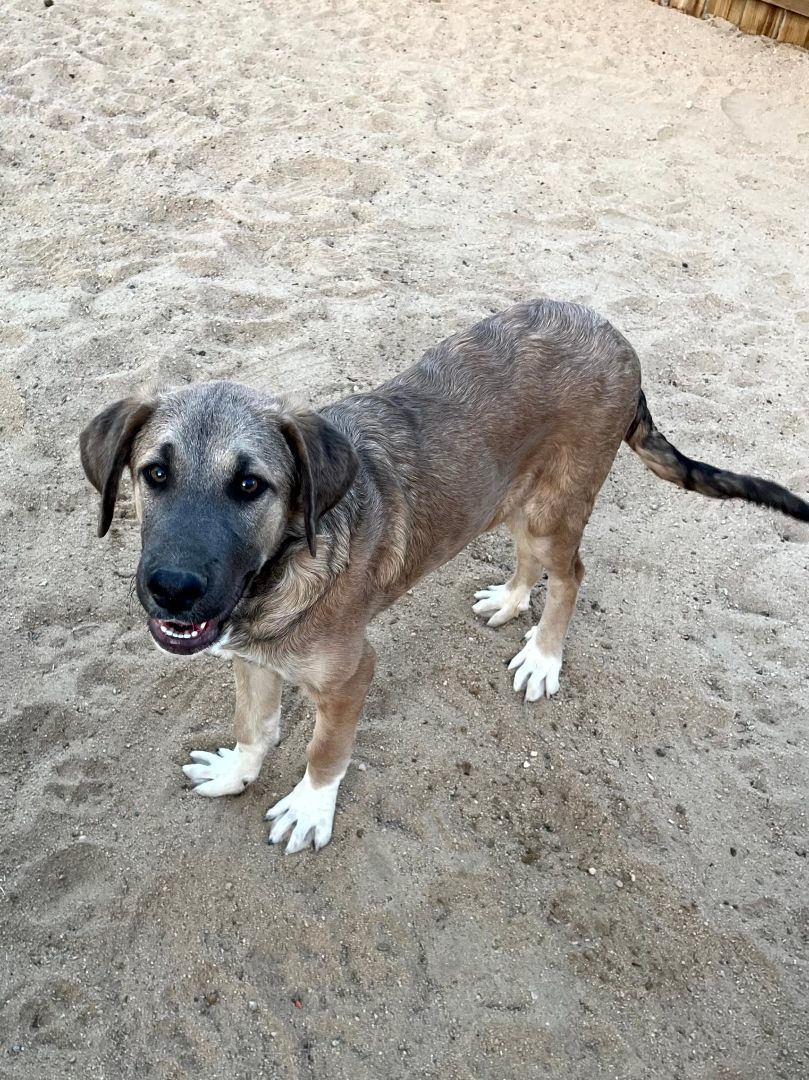Enlarge Puppies, a Adopted mixed breed in Indio, CA image 3/3