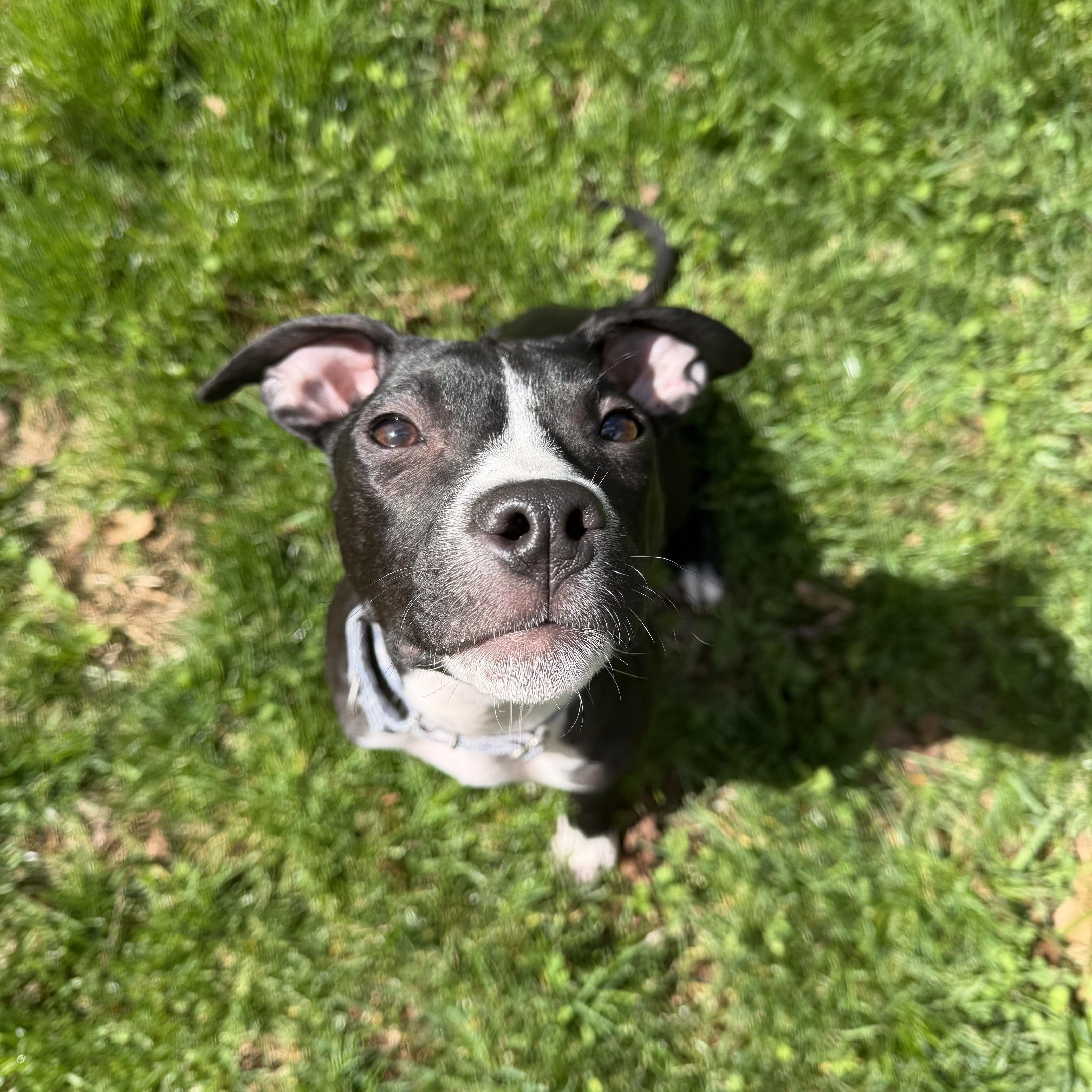 Enlarge Pippa, a Adoptable mixed breed in Nutting Lake, MA image 4/4