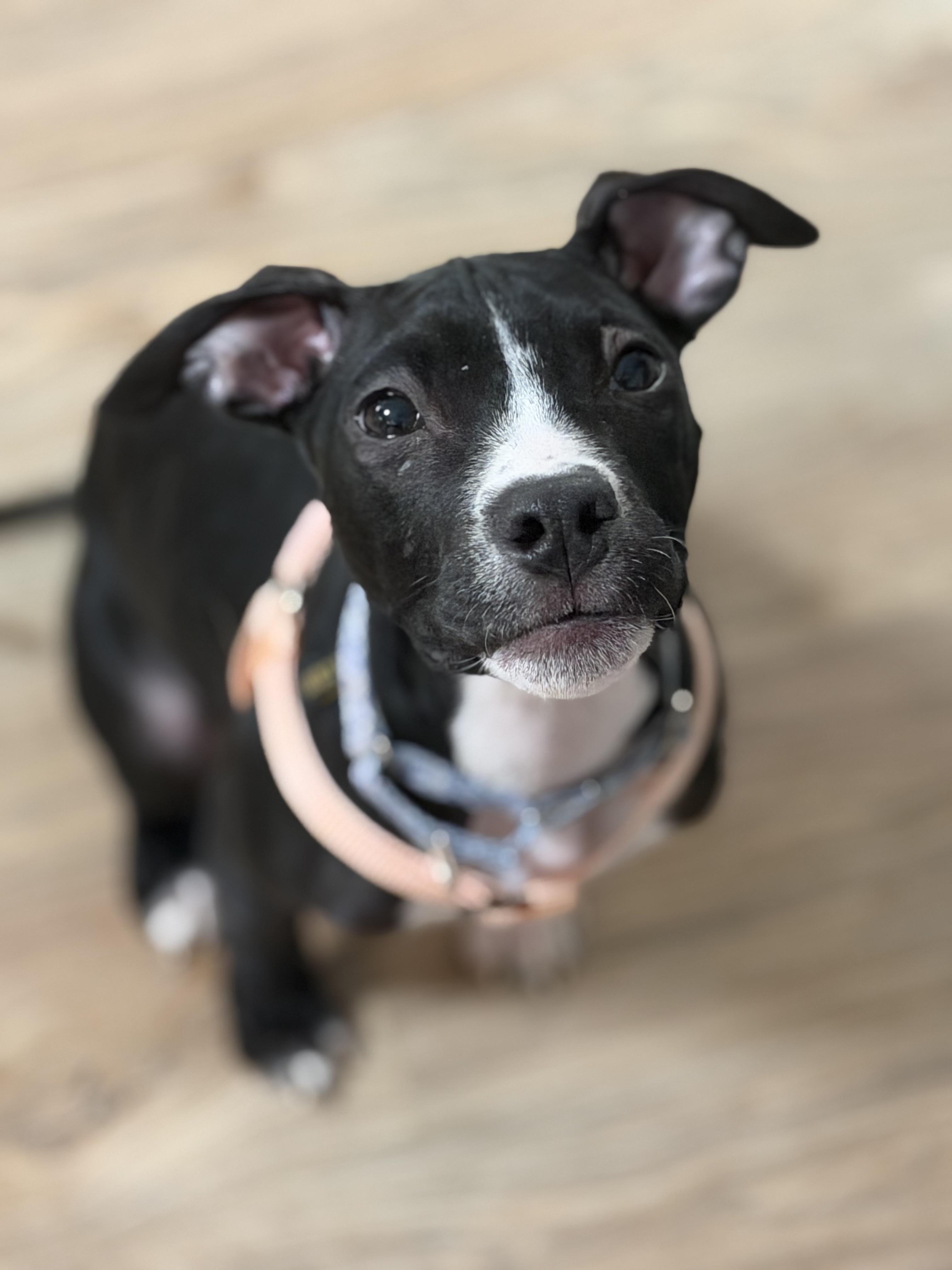 Enlarge Pippa, a Adoptable mixed breed in Nutting Lake, MA image 2/4