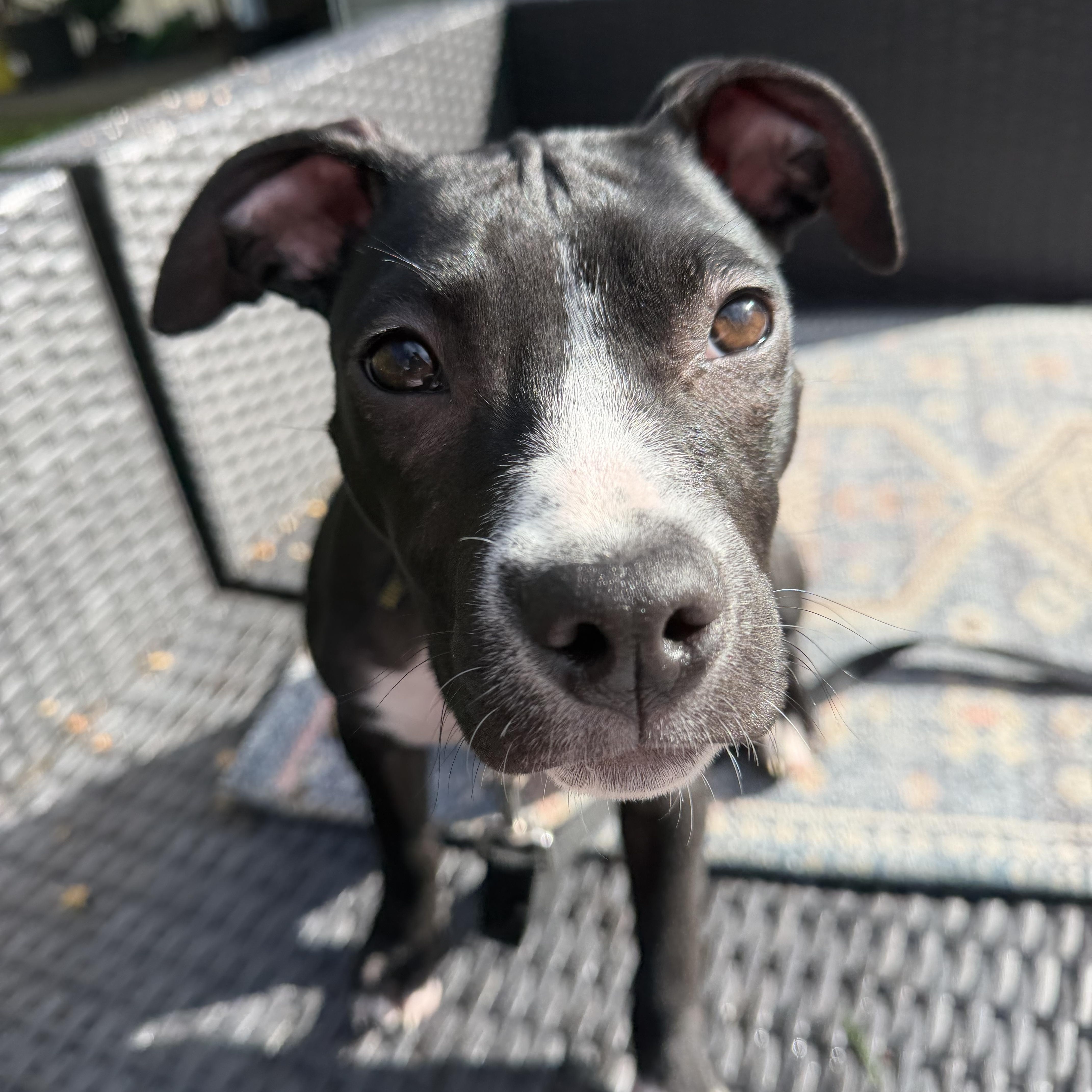 Enlarge Pippa, a Adoptable mixed breed in Nutting Lake, MA image 3/4