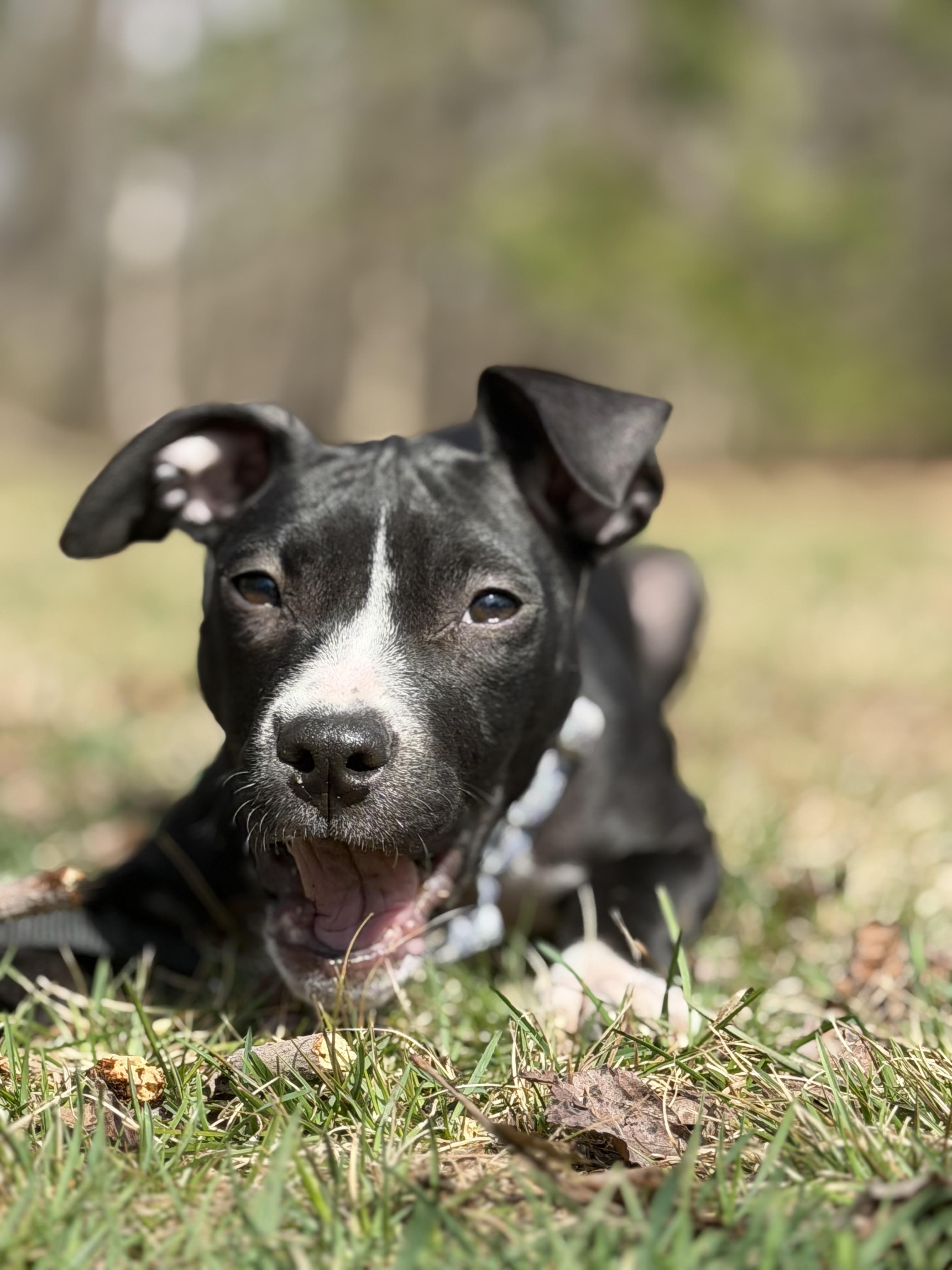 Pippa, Adoptable, Puppy Female Pit Bull Terrier.