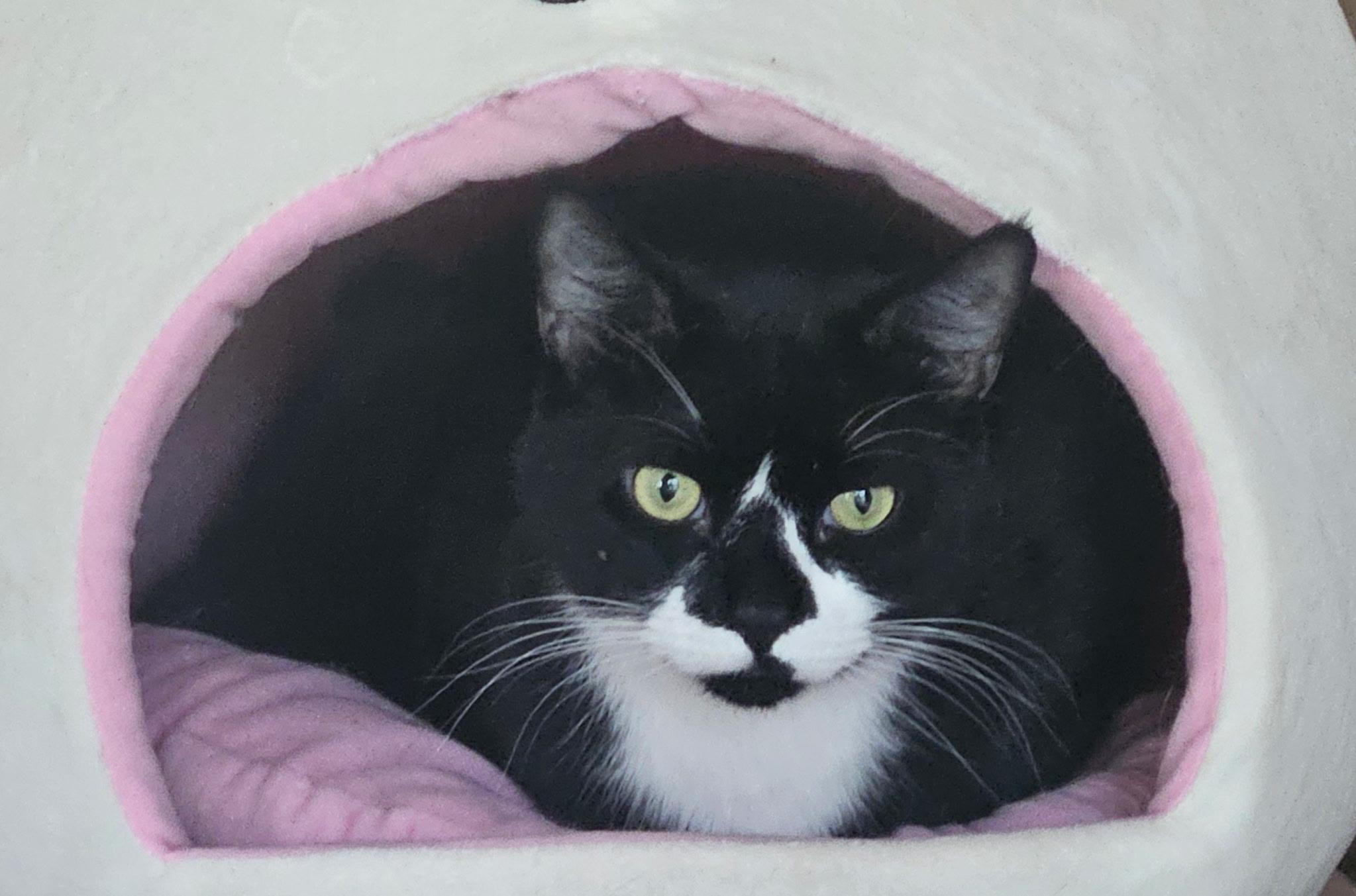 Enlarge Winston, a Adoptable Tuxedo in Berlin, NJ image 1/3