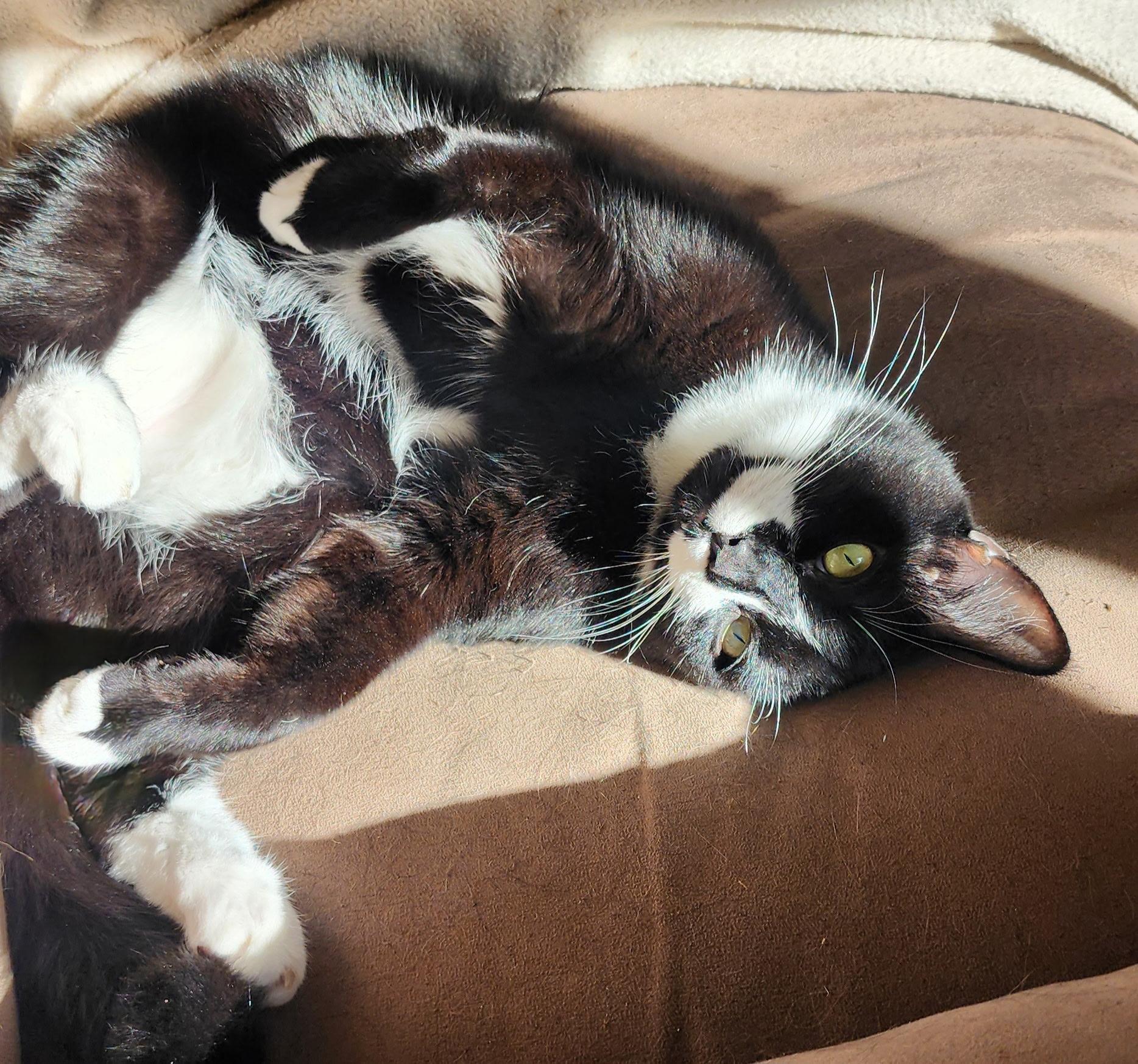 Enlarge Winston, a Adoptable Tuxedo in Berlin, NJ image 2/3