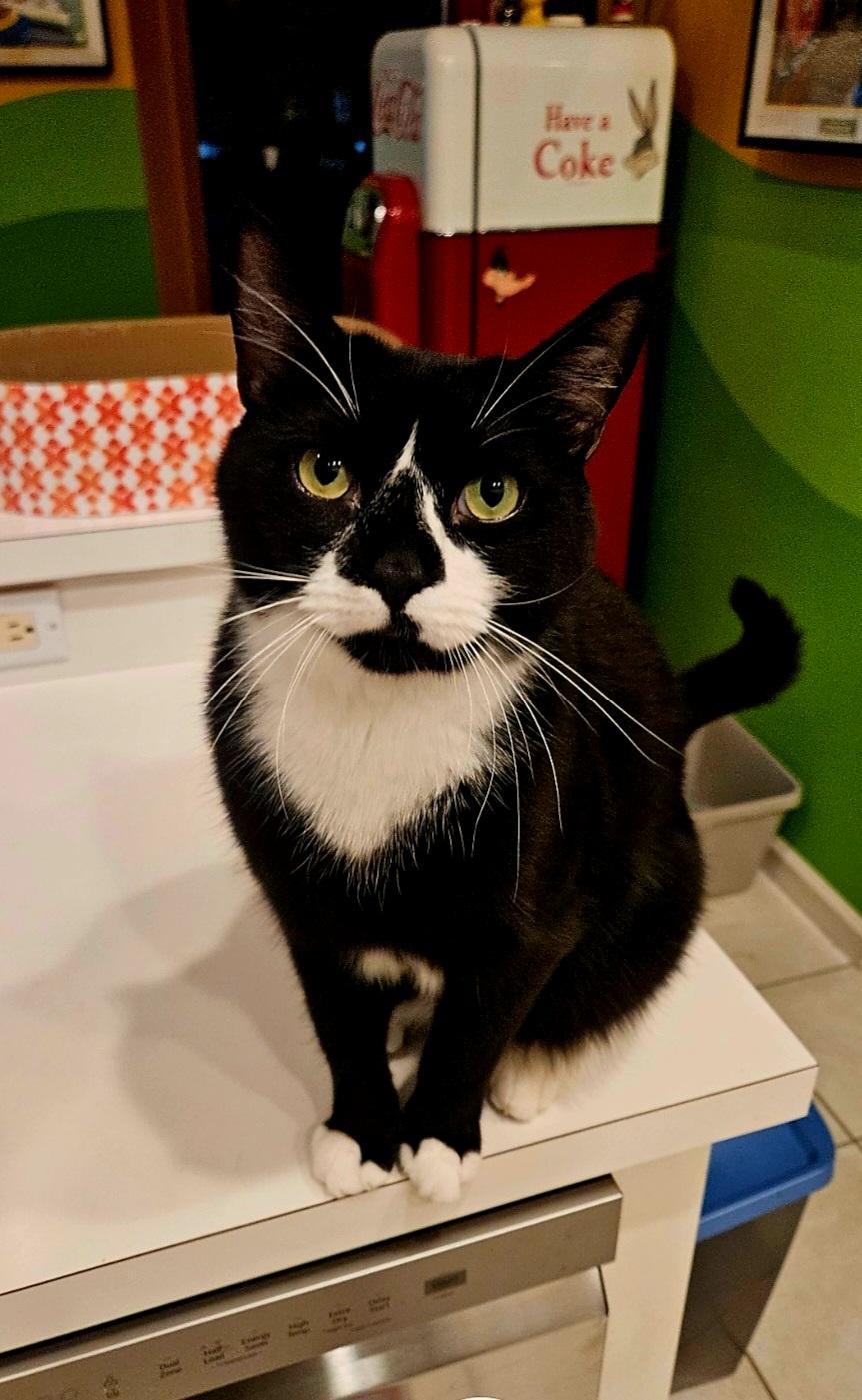 Enlarge Winston, a Adoptable Tuxedo in Berlin, NJ image 3/3