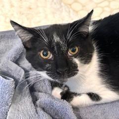 Enlarge Mookie, a Adoptable Domestic Short Hair in Chatsworth, CA image 1/1