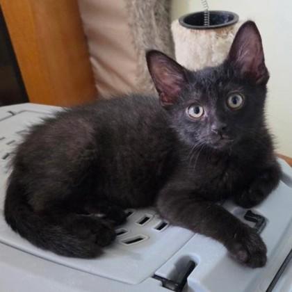 Shadow, Adoptable, Kitten Male Domestic Short Hair & Domestic Short Hair.