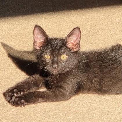 Enlarge Shadow, a Adoptable mixed breed in Wheaton, IL image 2/3