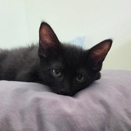 Enlarge Shadow, a Adoptable mixed breed in Wheaton, IL image 3/3