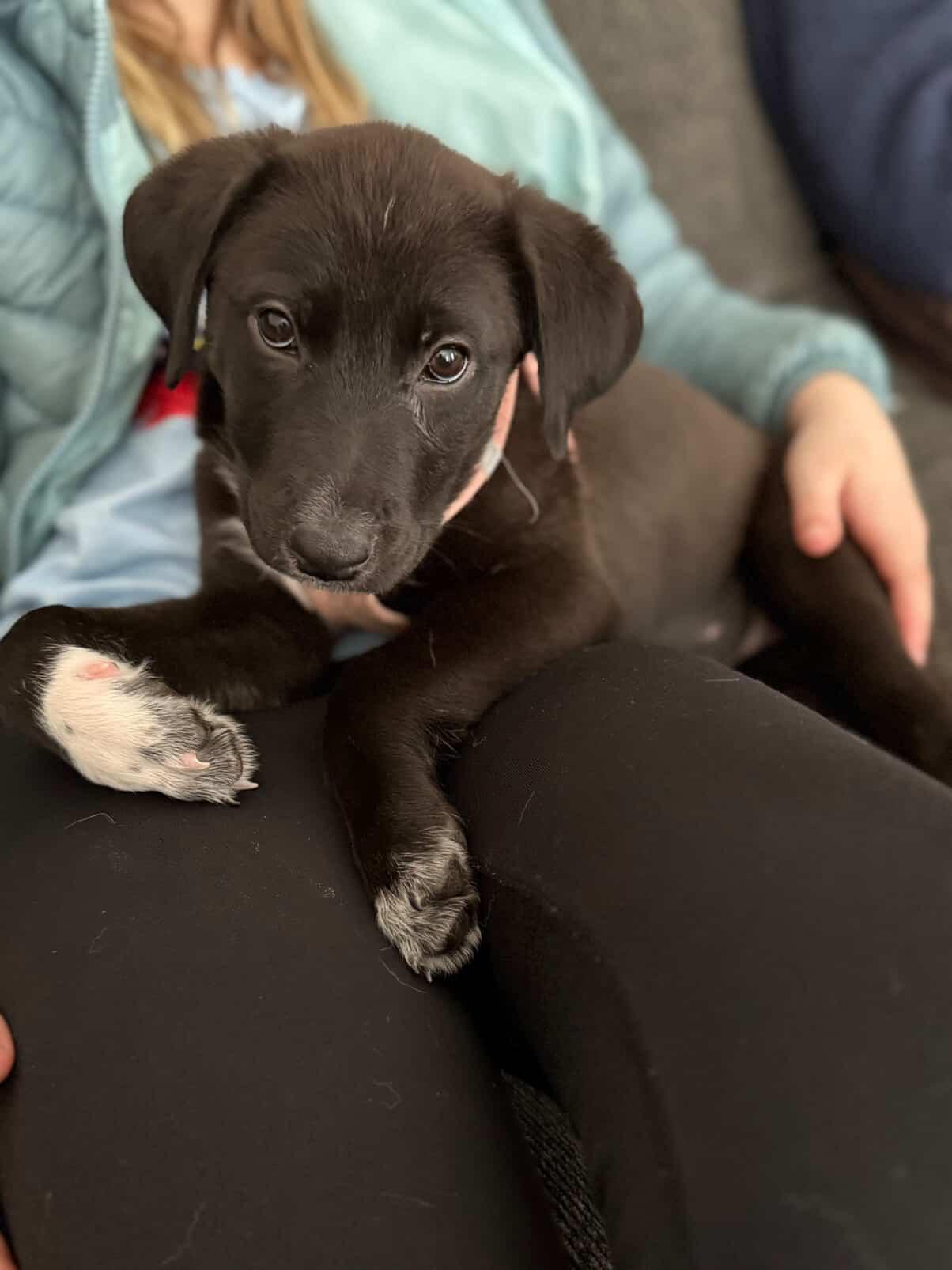 Mittens, a ADOPTABLE mixed breed in Simsbury, CT image 4/6