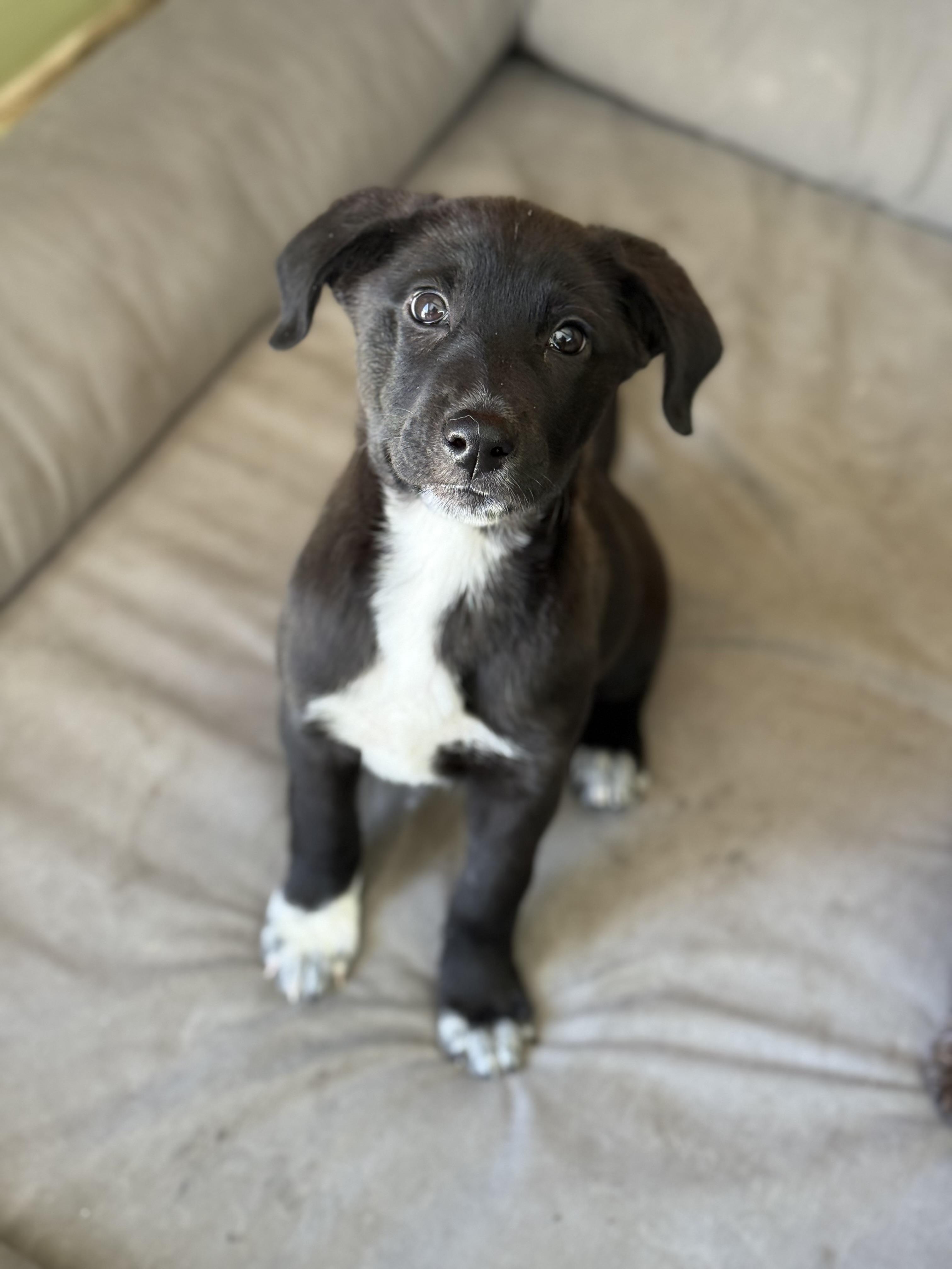 Mittens, ADOPTABLE, Puppy Female Great Pyrenees & Border Collie.