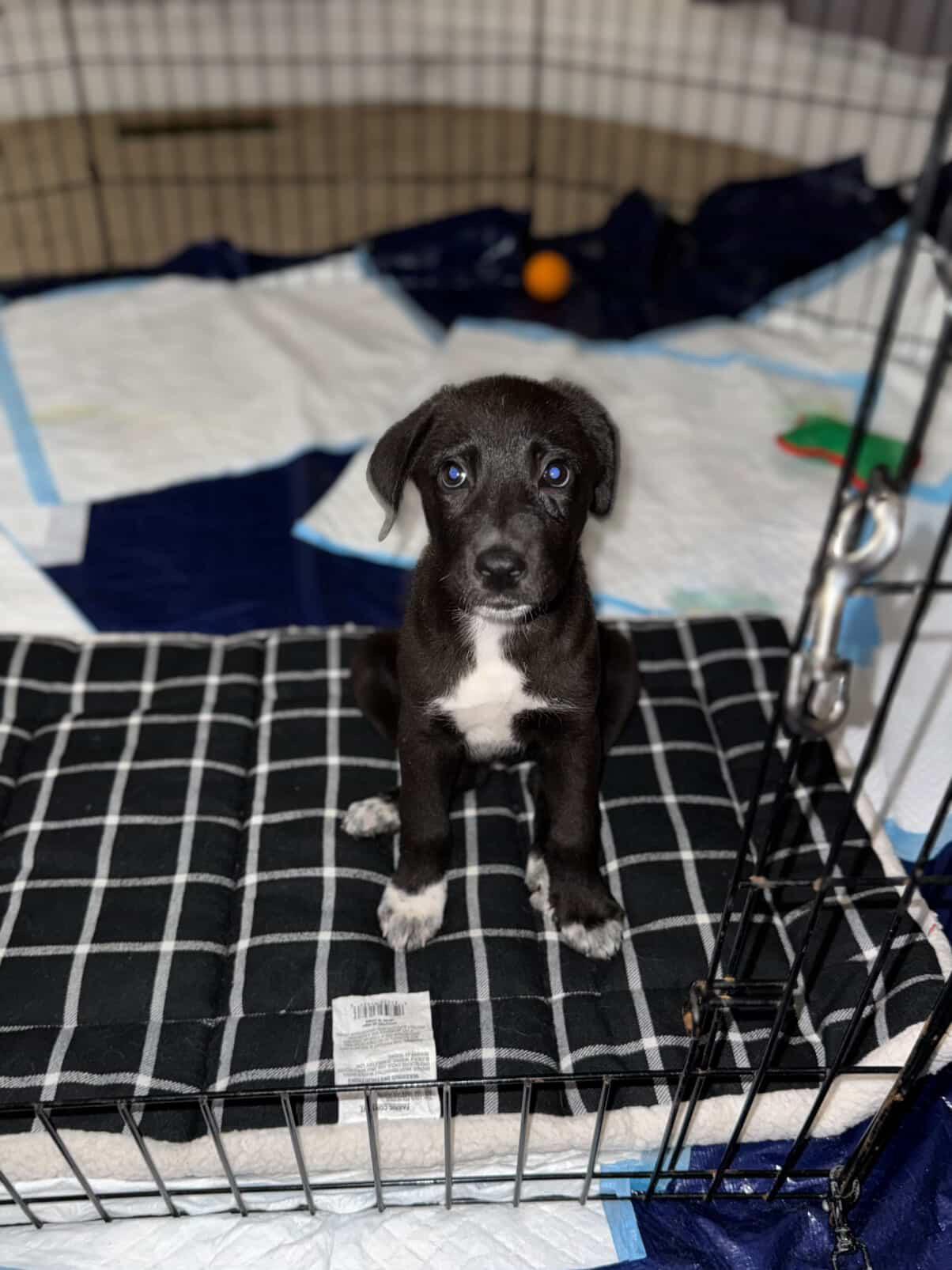 Mittens, ADOPTABLE, Puppy Female Great Pyrenees & Border Collie.