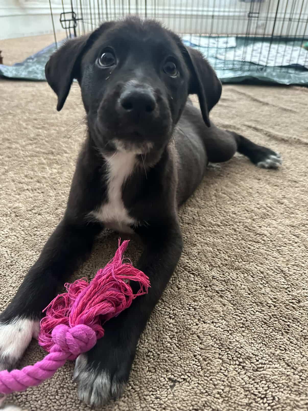 Mittens, a ADOPTABLE mixed breed in Simsbury, CT image 5/6