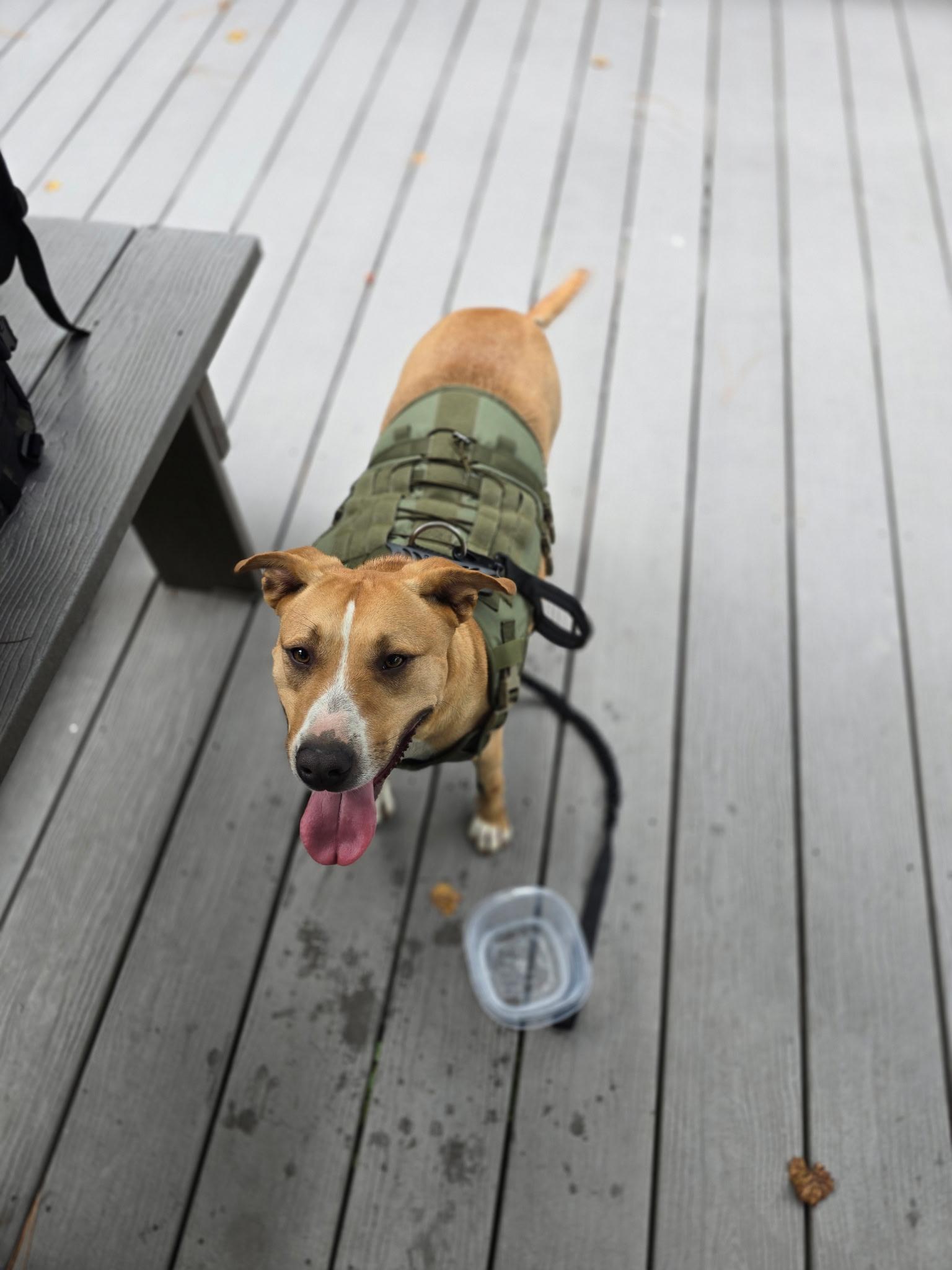 Enlarge ATHENA ….up for any activity!!!, a Adoptable mixed breed in Cantonment, FL image 1/6