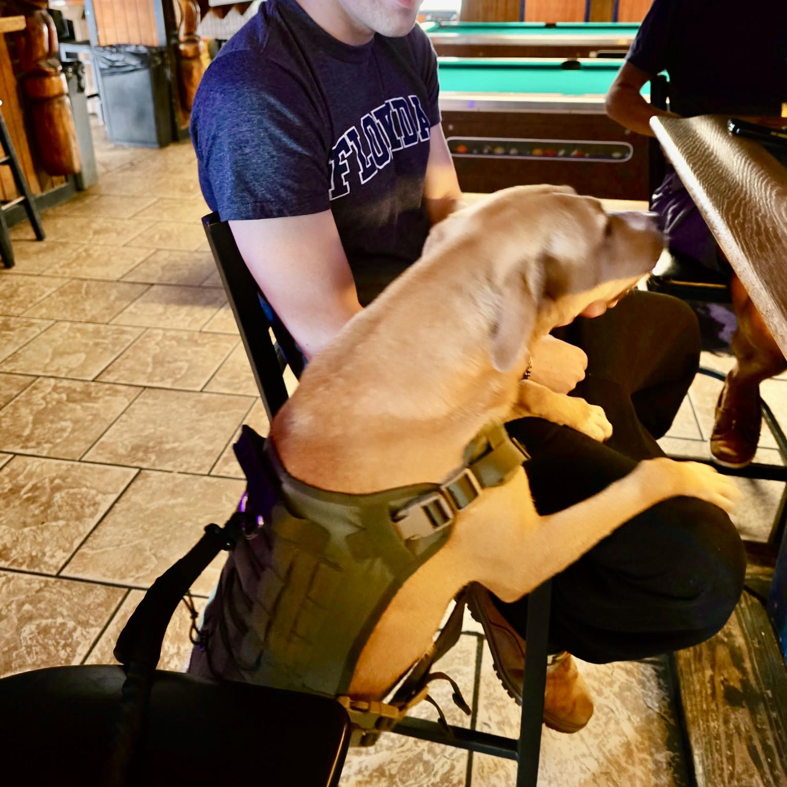 Enlarge ATHENA ….up for any activity!!!, a Adoptable mixed breed in Cantonment, FL image 4/6