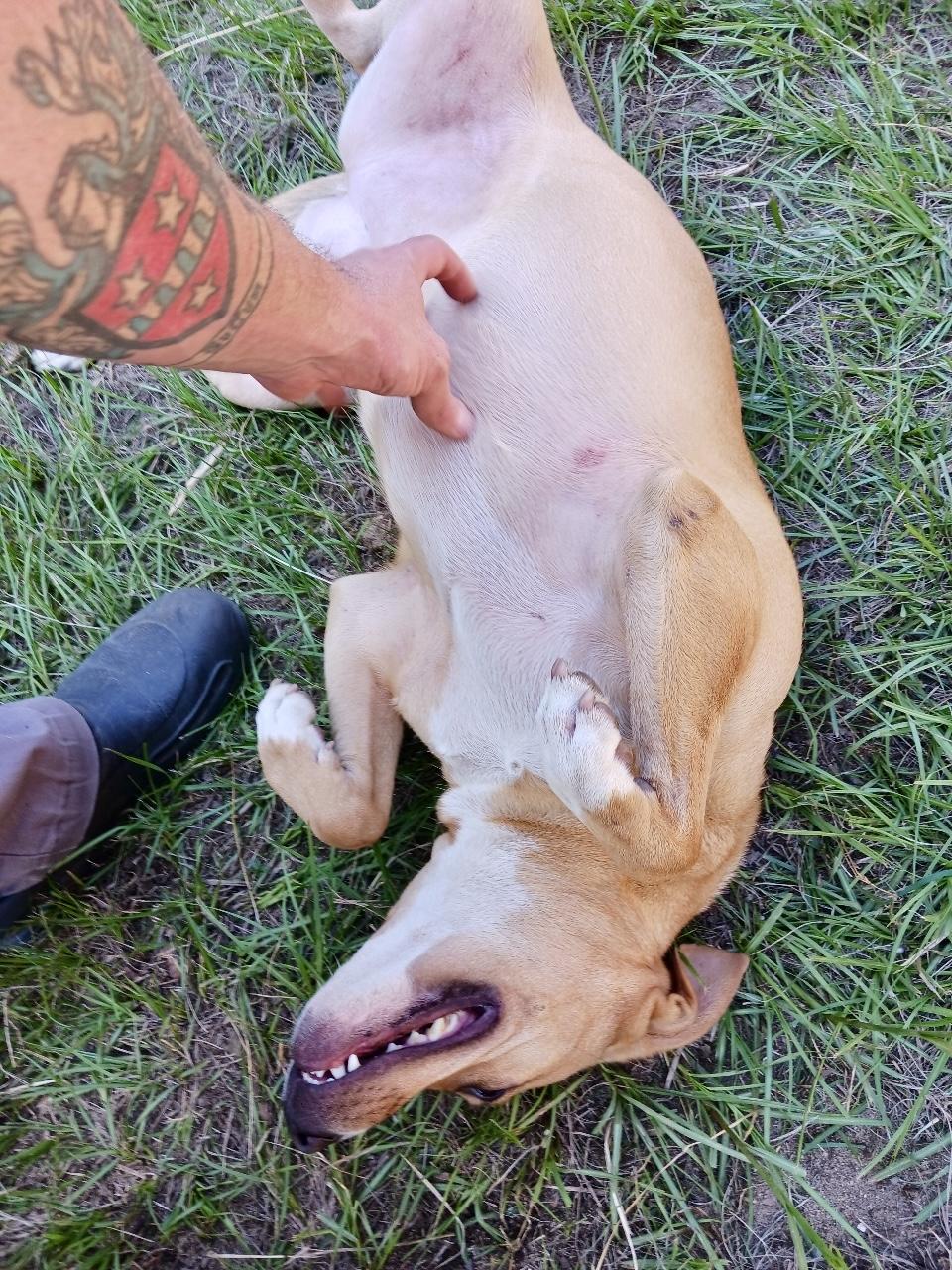 Enlarge ATHENA ….up for any activity!!!, a Adoptable mixed breed in Cantonment, FL image 5/6