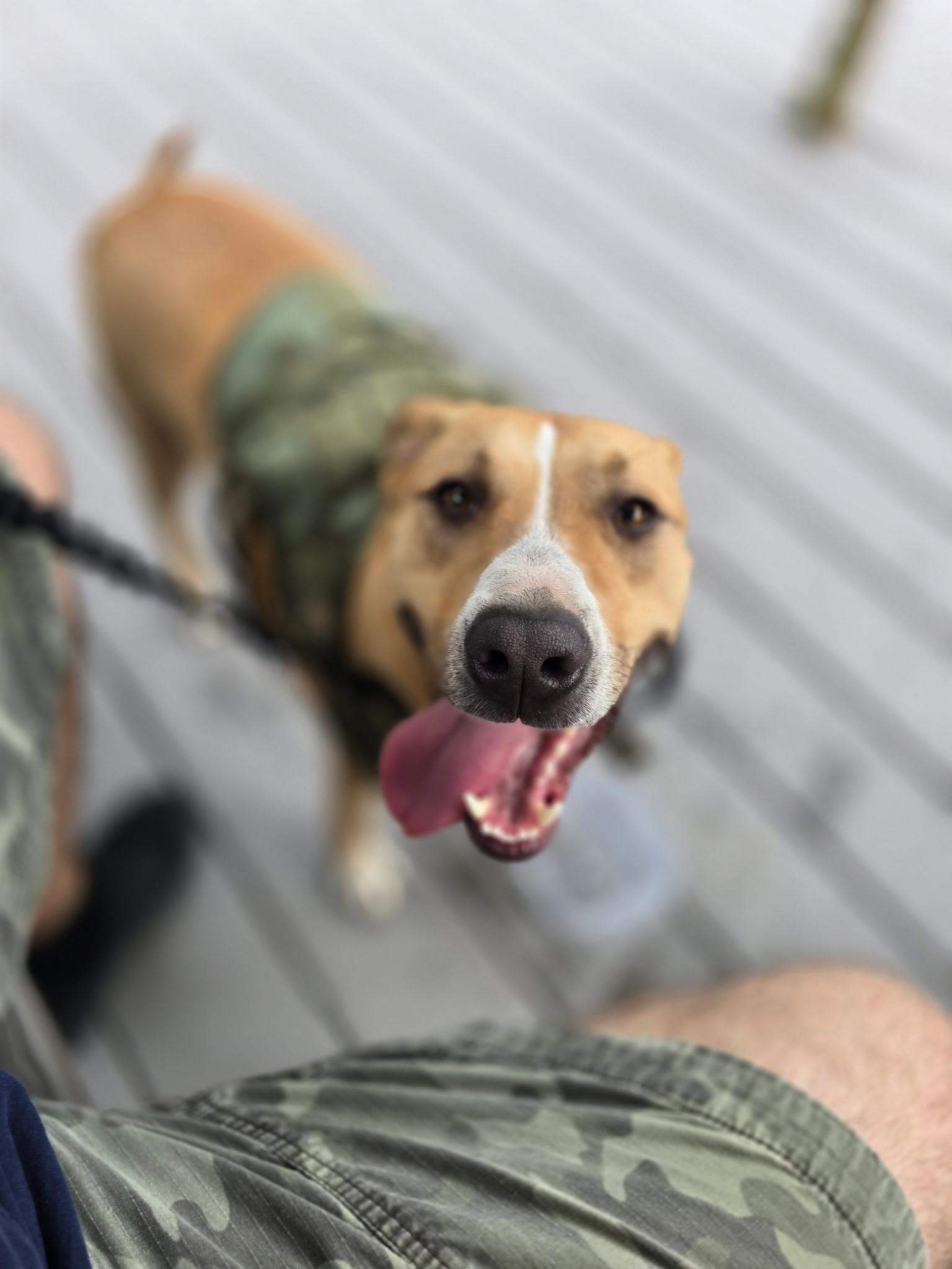 Enlarge ATHENA ….up for any activity!!!, a Adoptable mixed breed in Cantonment, FL image 6/6