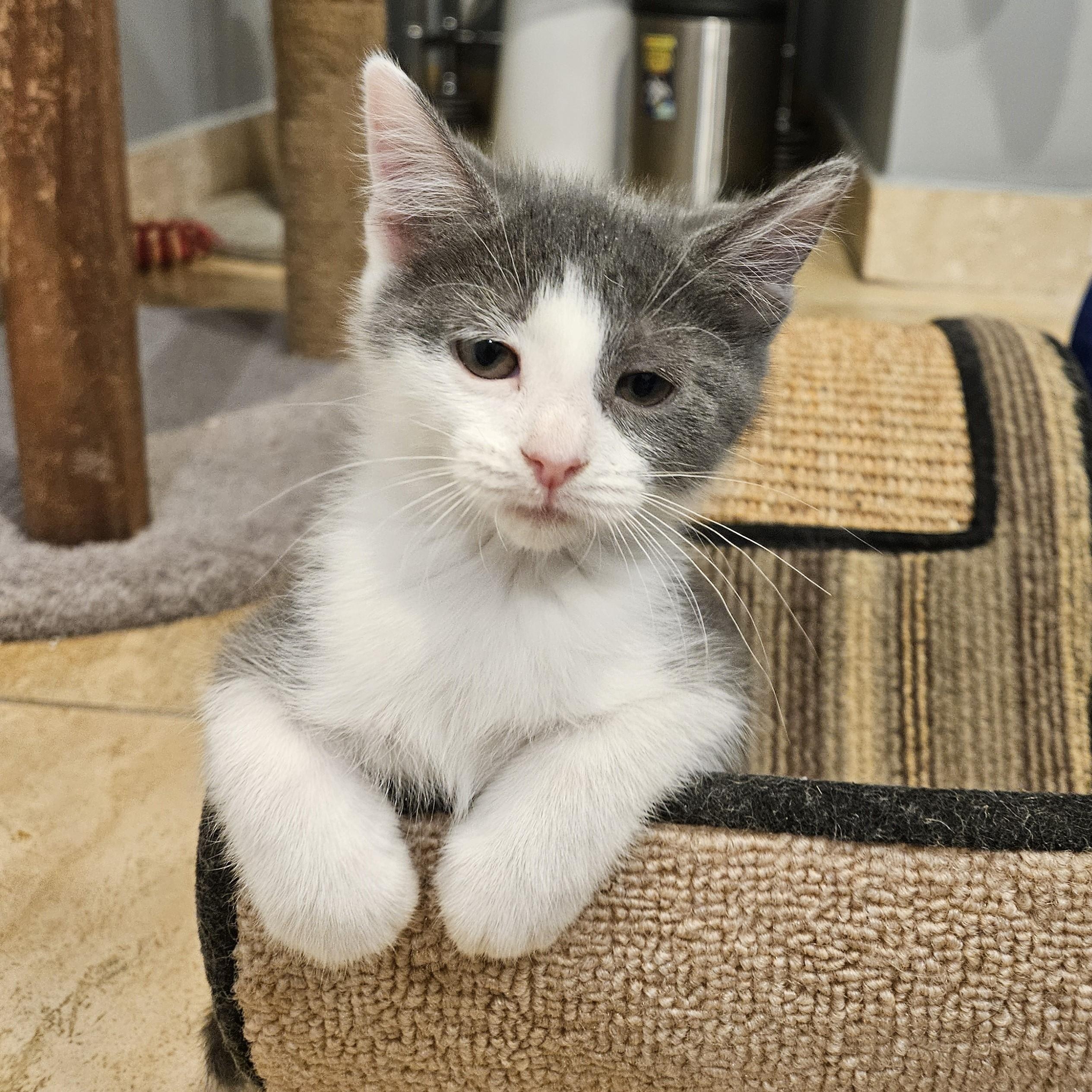 Enlarge Romance, an adopted mixed breed in Chicago, IL image 2/5