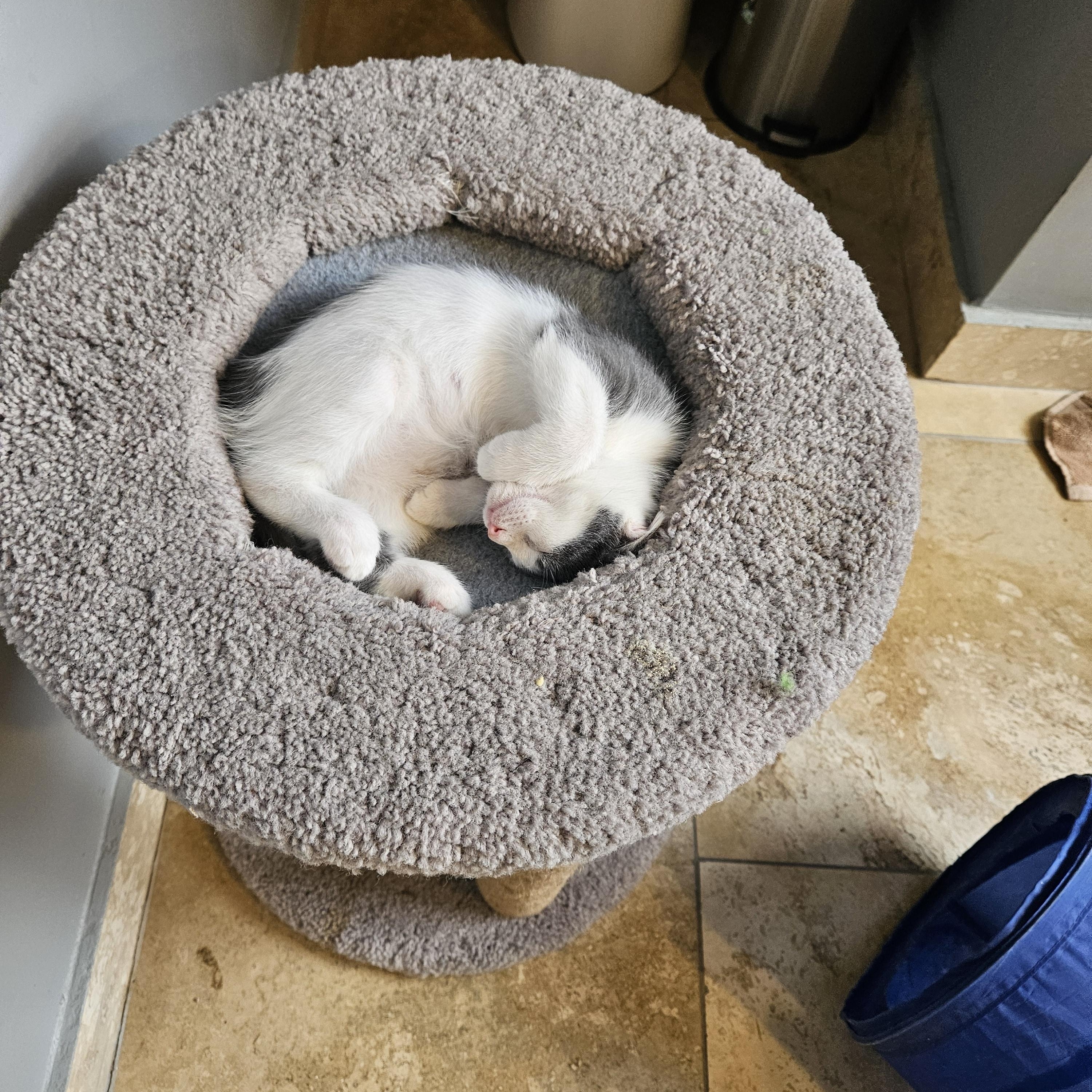 Enlarge Romance, an adopted mixed breed in Chicago, IL image 3/5