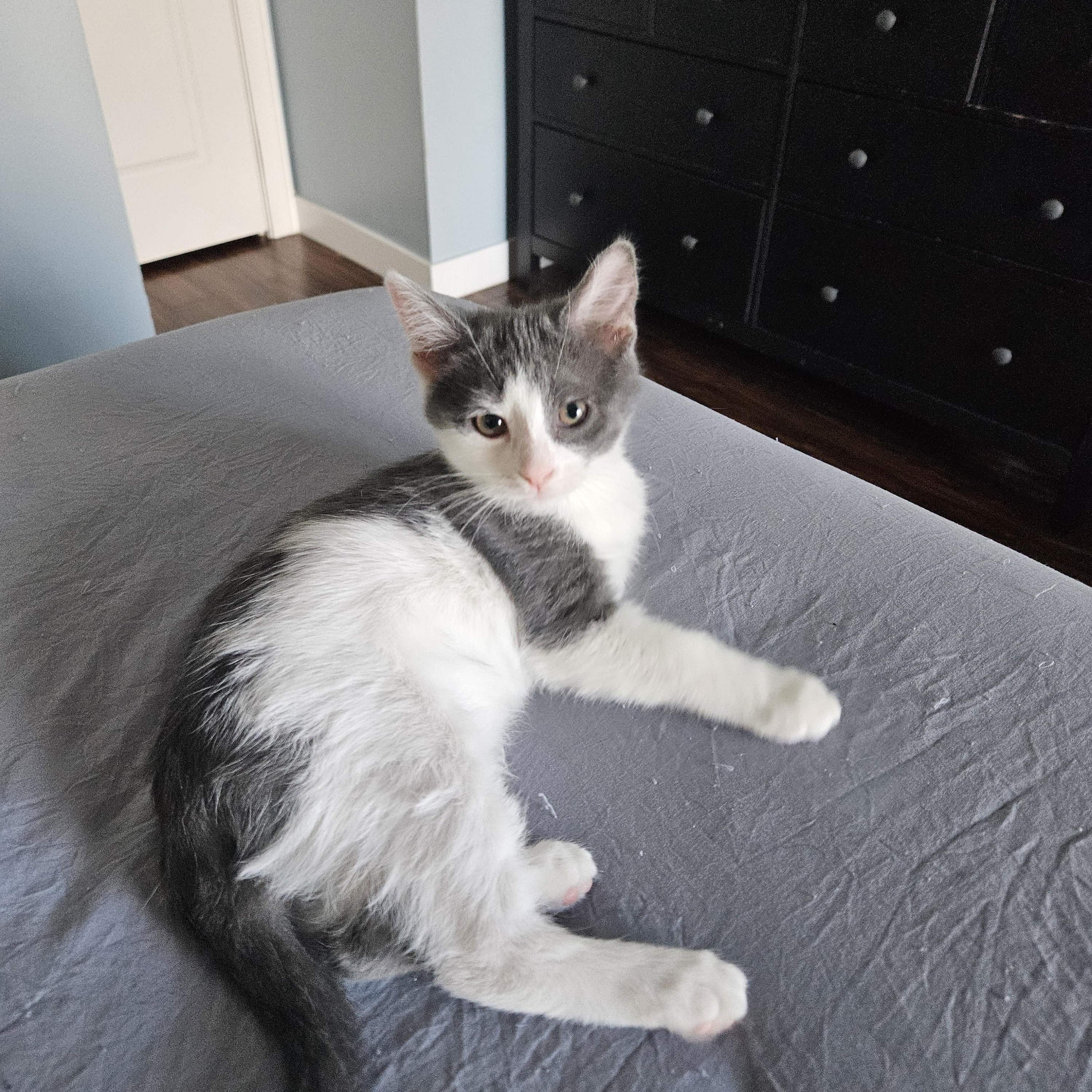 Romance, Adoptable, Kitten Female Domestic Short Hair.