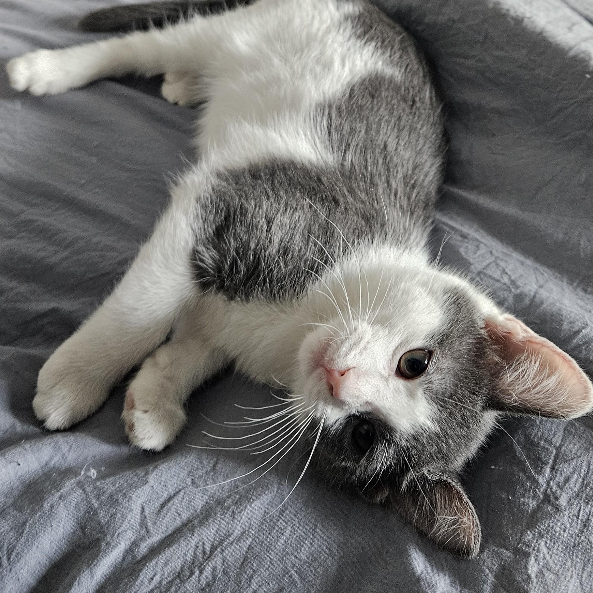 Enlarge Romance, an adopted mixed breed in Chicago, IL image 4/5