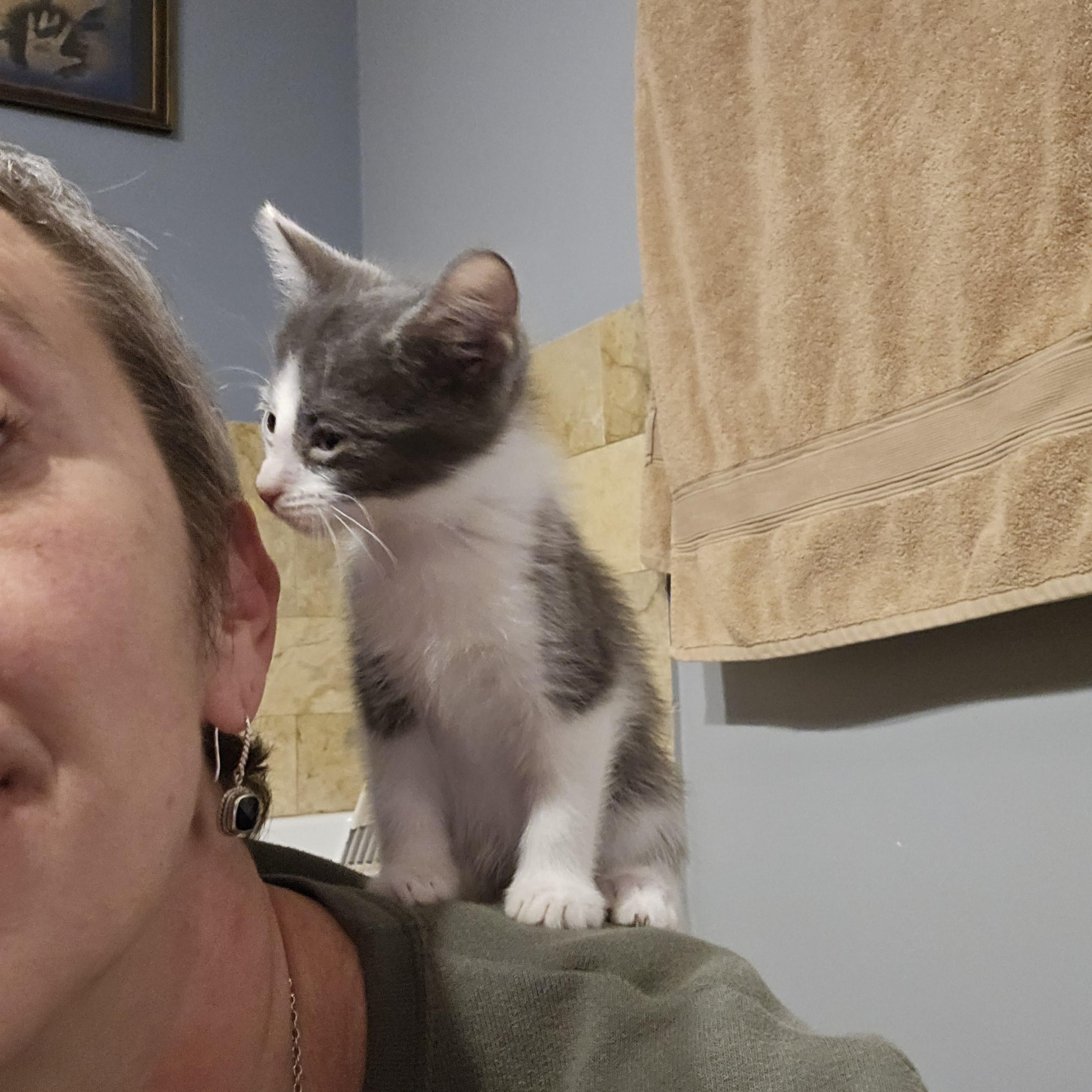 Enlarge Romance, an adopted mixed breed in Chicago, IL image 5/5