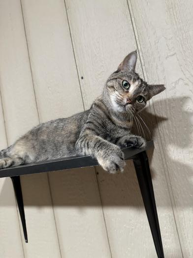 Smitty & Allie — thumbnail 2