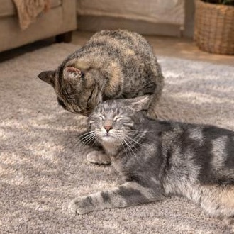 Smitty & Allie — thumbnail 3