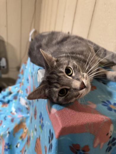 Smitty & Allie — thumbnail 5