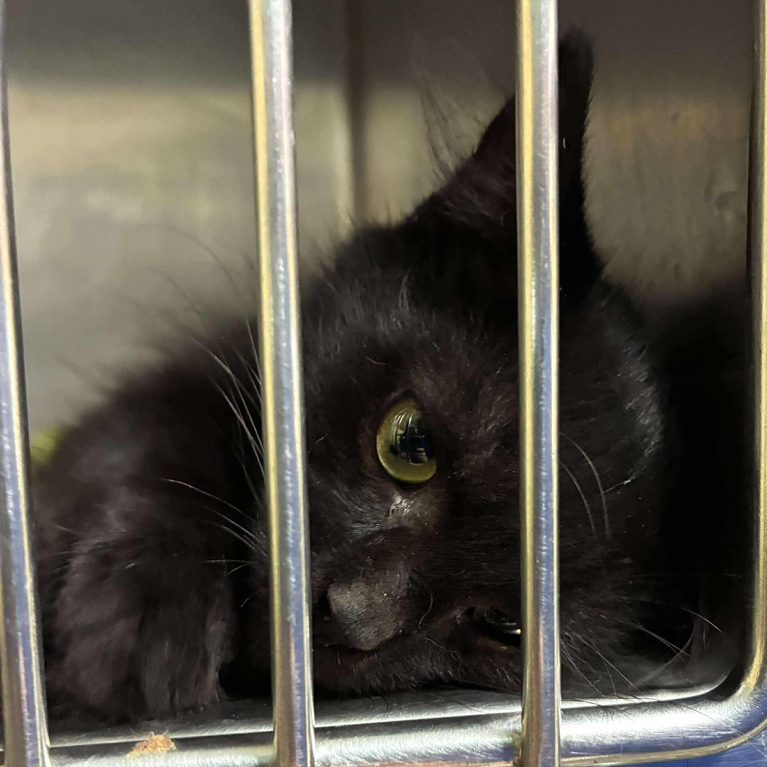 Peter Pan, a Adoptable mixed breed in Petersburg, IL image 2/2