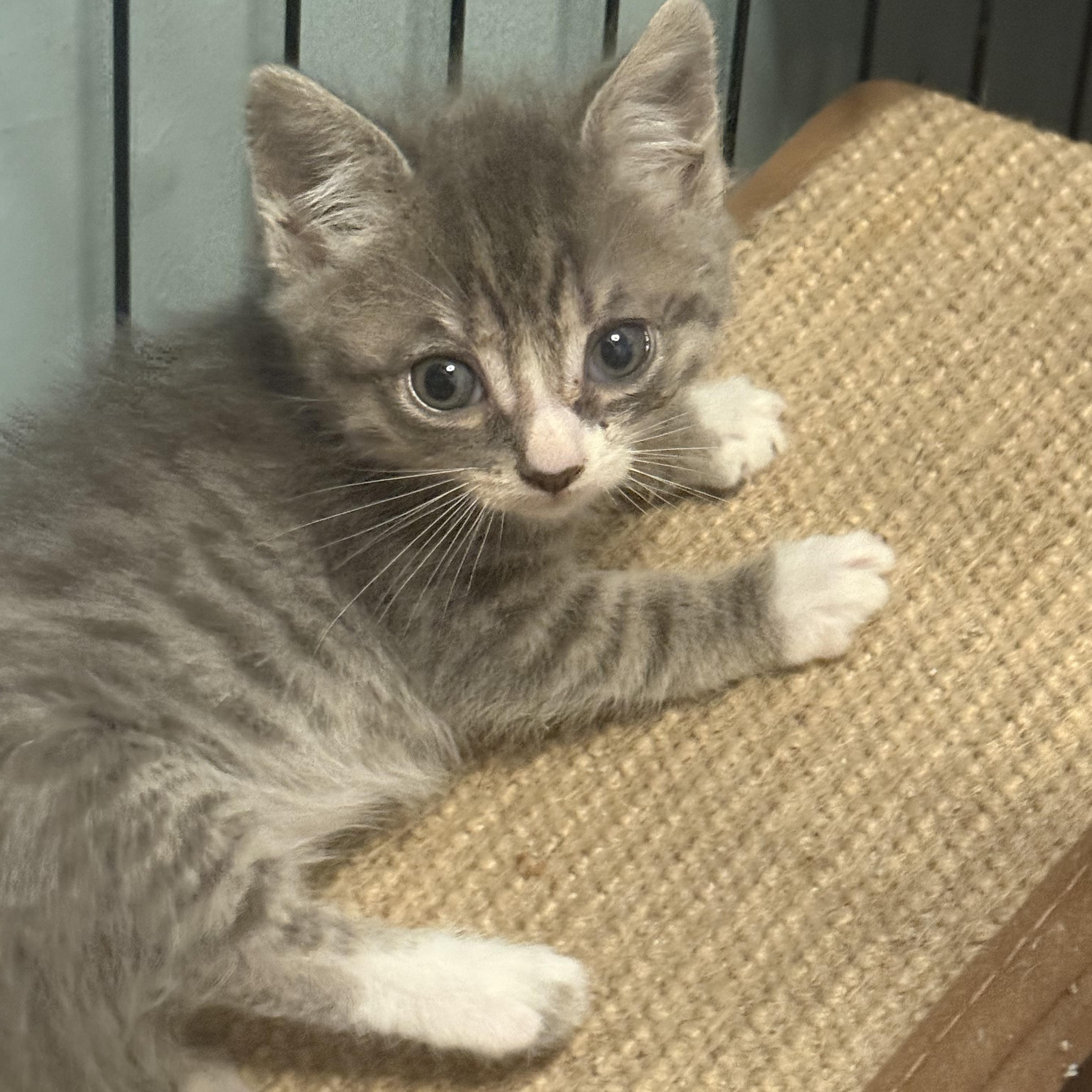Elsa, a Adoptable Domestic Short Hair in Moriches, NY image 2/2