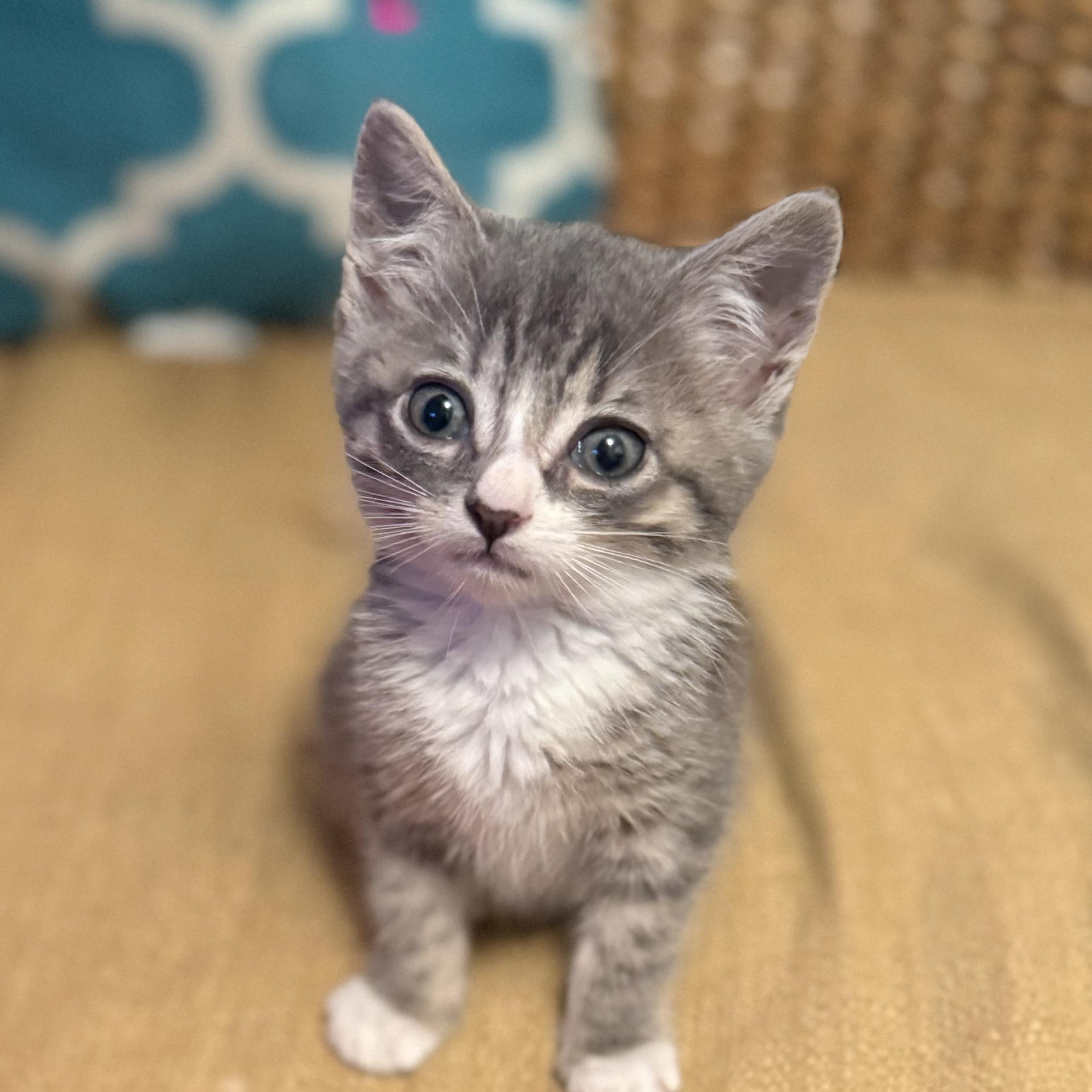 Elsa, Adoptable, Kitten Female Domestic Short Hair.