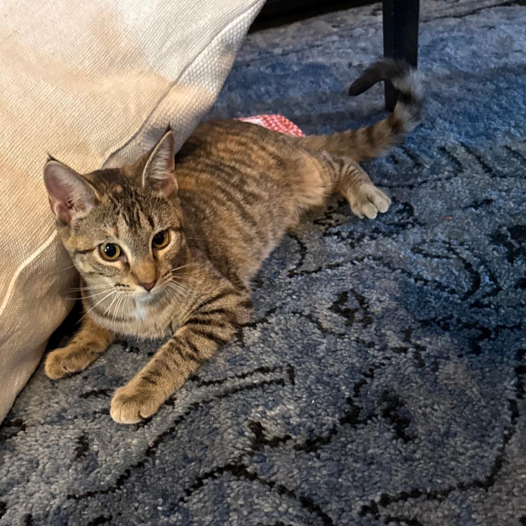 Muffin, Adoptable, Young Female Domestic Short Hair.