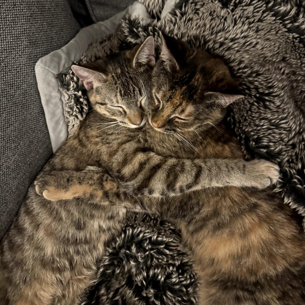 Muffin, a Adoptable Domestic Short Hair in Washington, DC image 2/6